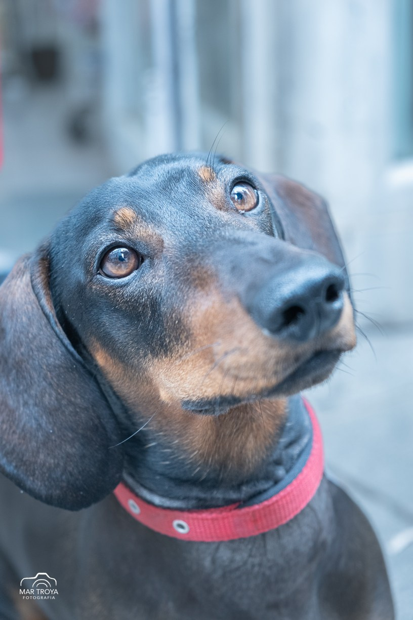 Fotos con huella, fotografía de perros y mascotas en Sevilla