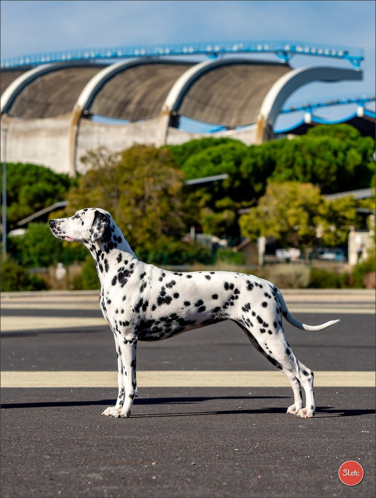 Expo canine 🇫🇷 Beziers 11-12/10/2025. Photographe à Strasbourg | Portraits, Studio, Enfants, Événements