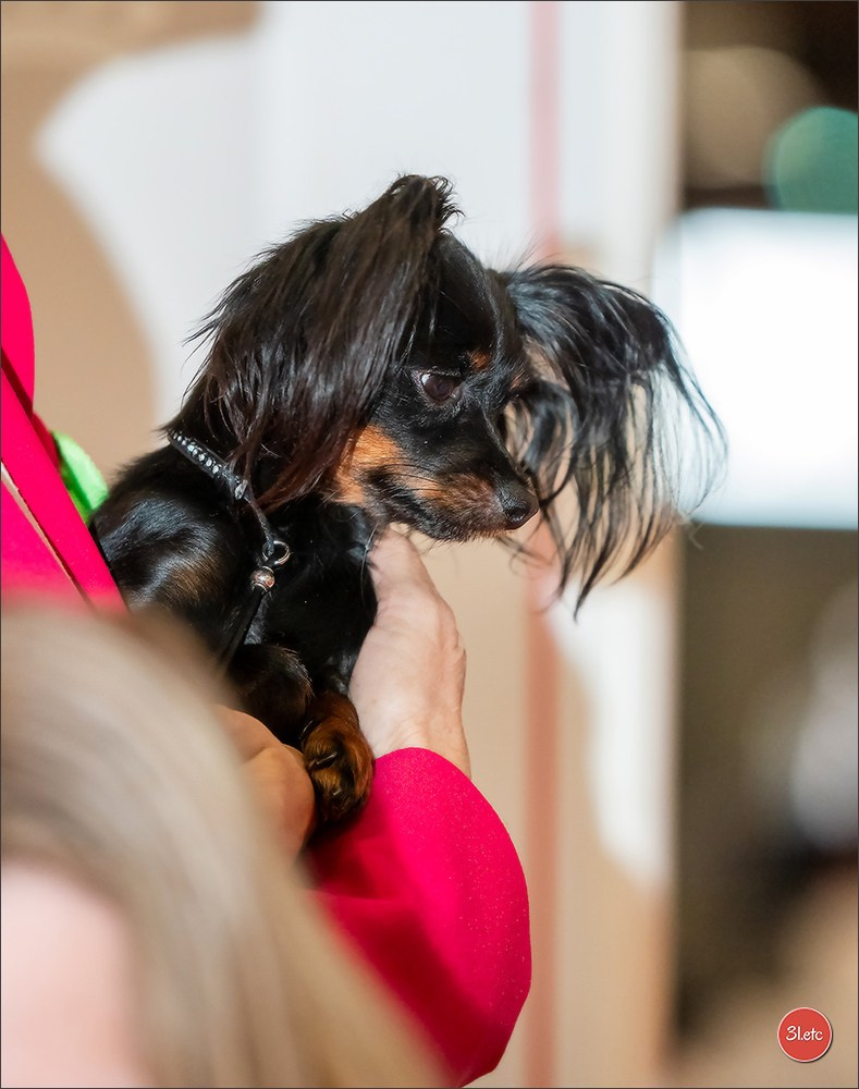 🇫🇷Exposition Canine Internationale de Perpignan. Photographe à Strasbourg | Portraits, Studio, Enfants, Événements