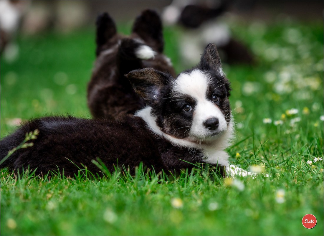 Puppies 03/06/2025. Photographe à Strasbourg | Portraits, Studio, Enfants, Événements
