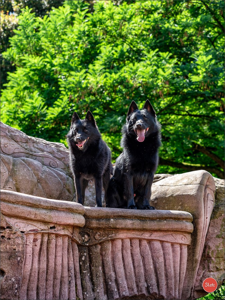 Expo canine Strasbourg  🇫🇷  23-24/08/2025. Photographe à Strasbourg | Portraits, Studio, Enfants, Événements