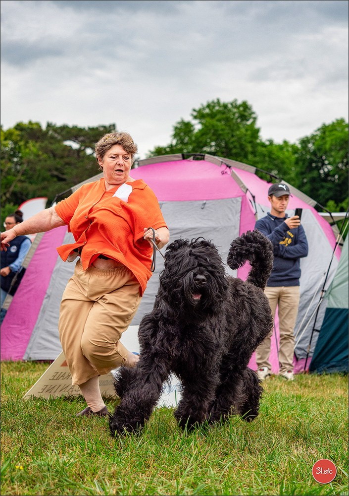 Championnat de France du chien de race  🇫🇷  DIJON (château de Brognon) 7-8/06/2025. Photographe à Strasbourg | Portraits, Studio, Enfants, Événements