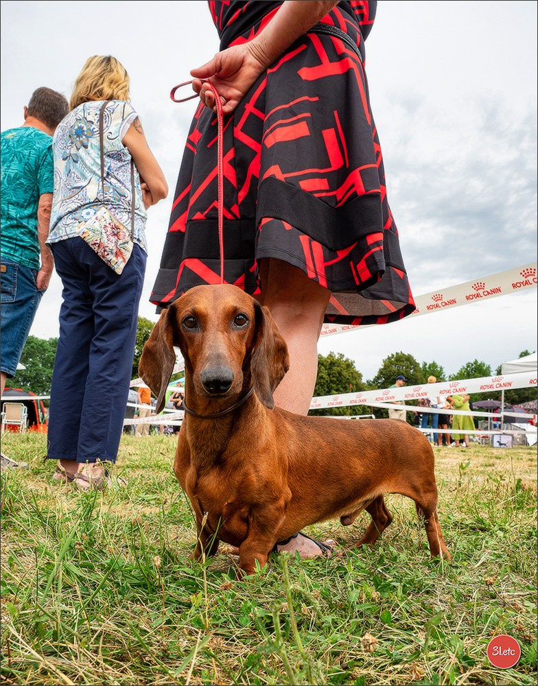 Expo canine (Teckel) Strasbourg Hoerdt  🇫🇷  5-6/07/2025. Photographe à Strasbourg | Portraits, Studio, Enfants, Événements