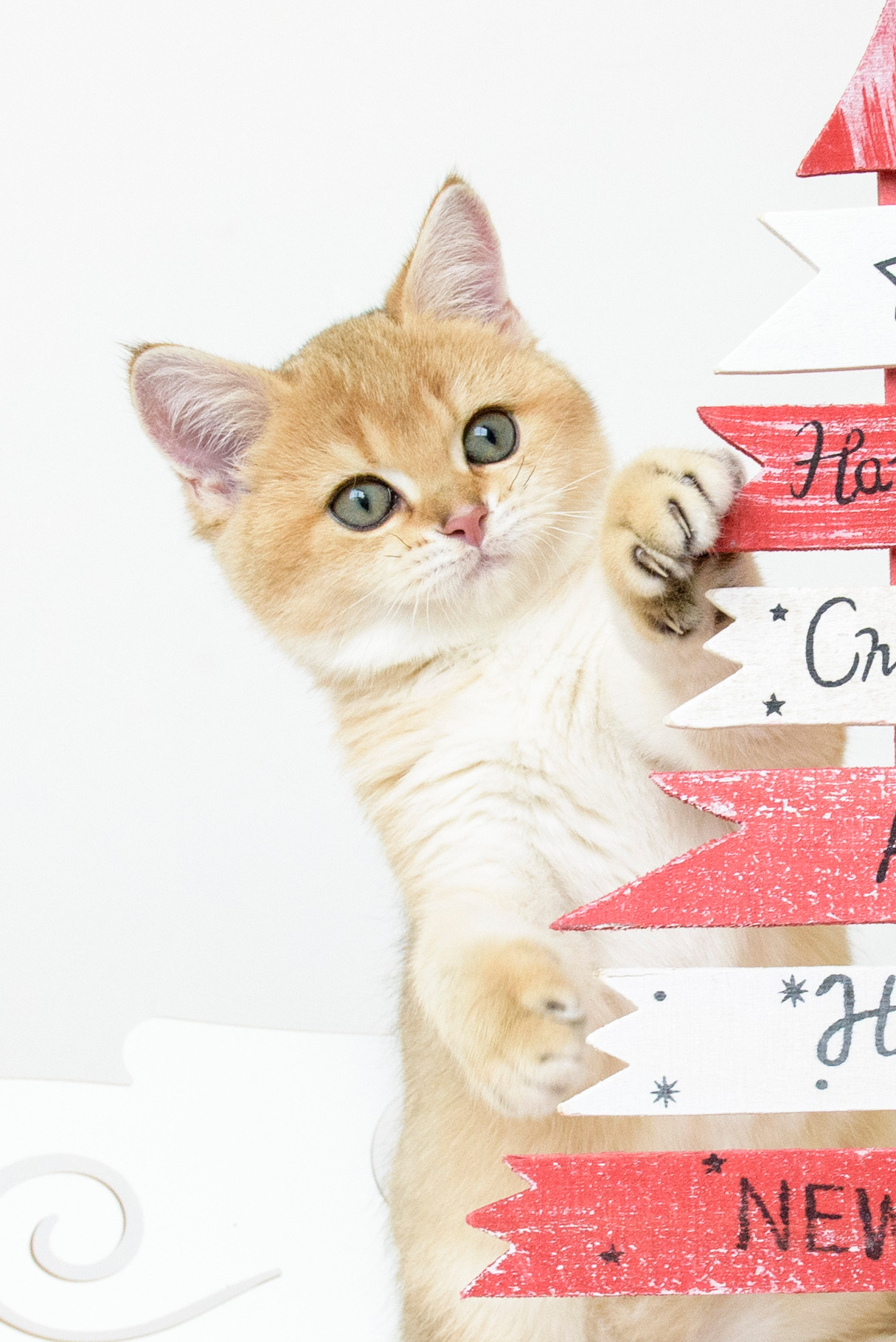 british shorthair golden, british shorthair golden cattery, british shorthair cattery greece, british golden chinchilla greece, british shorthair price, british shorthair Cyprus price, british shorthair Limassol price, cattery british shorthair Limassol, cattery british shorthair Cyprus, british shorthair kittens price, Cattery British shorthair Cyprus, cattery british shorthair Limassol, british kittens Limassol, british kittens Limassol price, cats for sale Limassol, kitten for sale Limassol, kitten for sale Cyprus, kitten for sale with pedigree limassol, cats for sale Limassol, cats for sale Larnaka, cats for sale Nicosia, kittens for sale Limassol, kittens for sale with pedigree Limassol