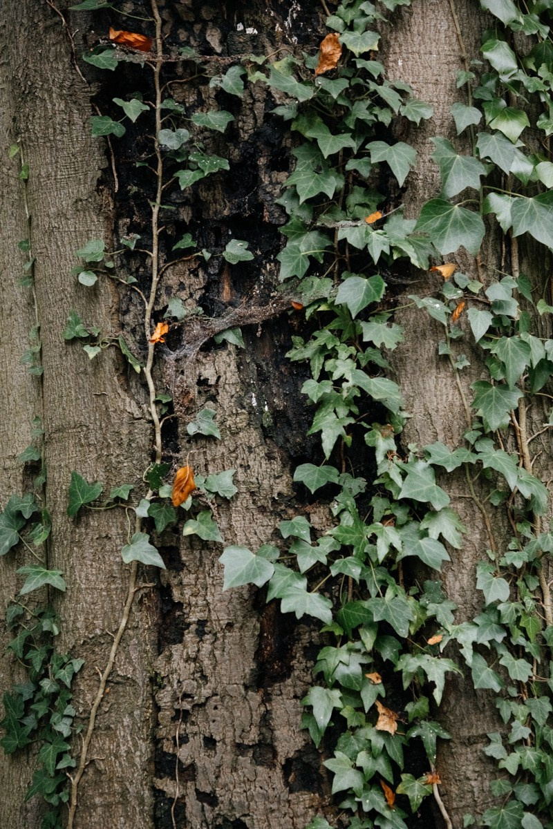 R & J Netherlands. Весільний фотограф у Нідерландах та Європі — Тіна Ялóва