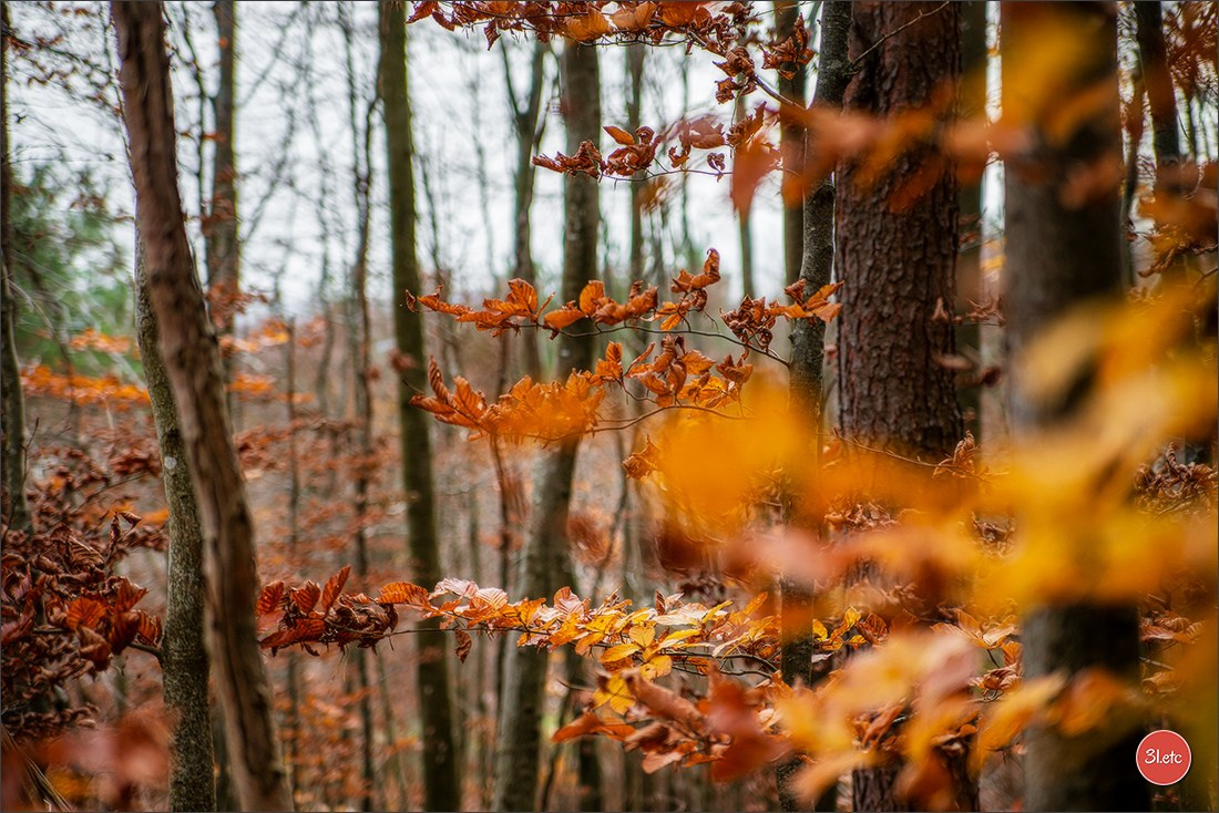 Rocher du Pfaffenlapp. Photographe à Strasbourg | Portraits, Studio, Enfants, Événements