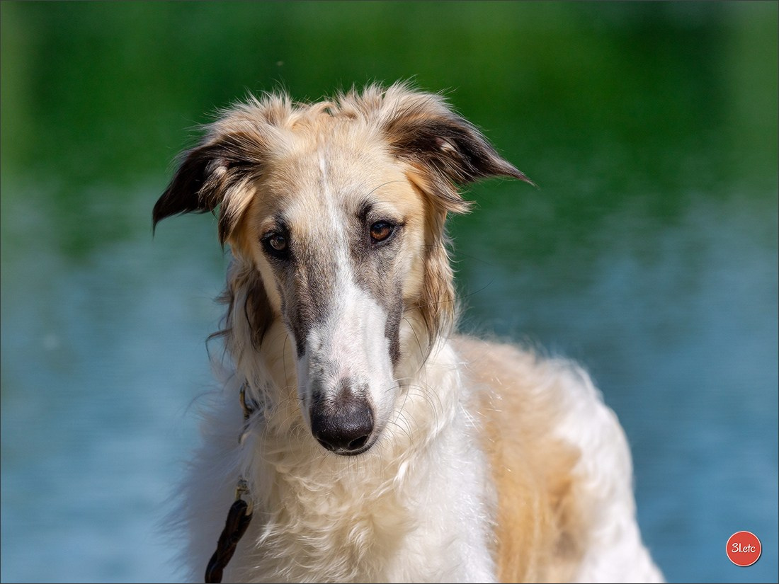 Dog Show Hallbergmoos  🇩🇪  11-13/07/2025. Photographe à Strasbourg | Portraits, Studio, Enfants, Événements