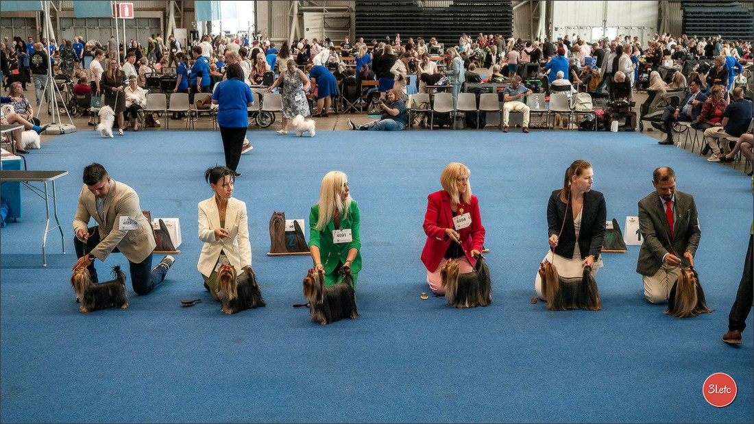 🇫🇮 WDS Helsinki 2025 🇫🇮. Photographe à Strasbourg | Portraits, Studio, Enfants, Événements