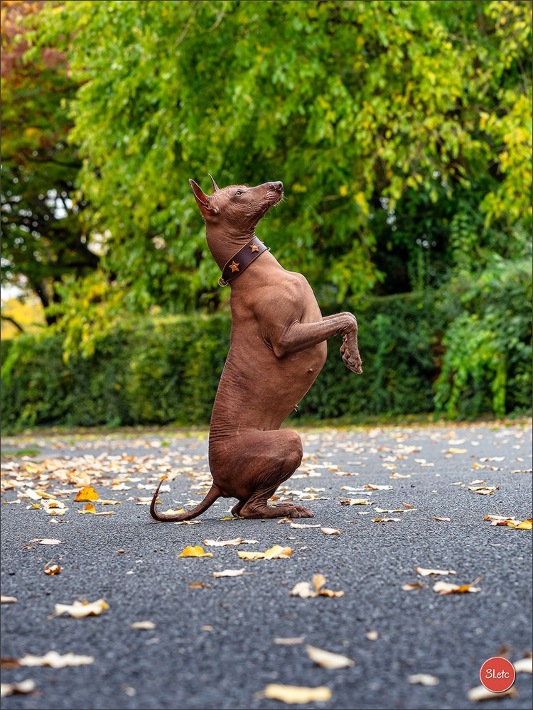 Expo canine 🇫🇷 Poitiers 18-19/10/2025. Photographe à Strasbourg | Portraits, Studio, Enfants, Événements
