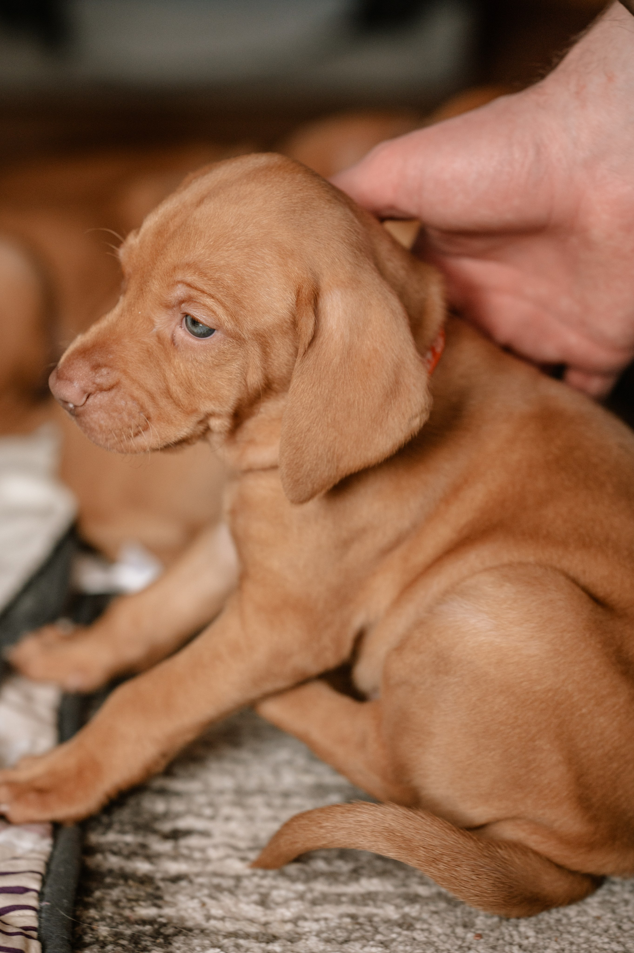 Viszla Welpen Fotoshooting – Unser Weg zum neuen Familienmitglied. RawPeek