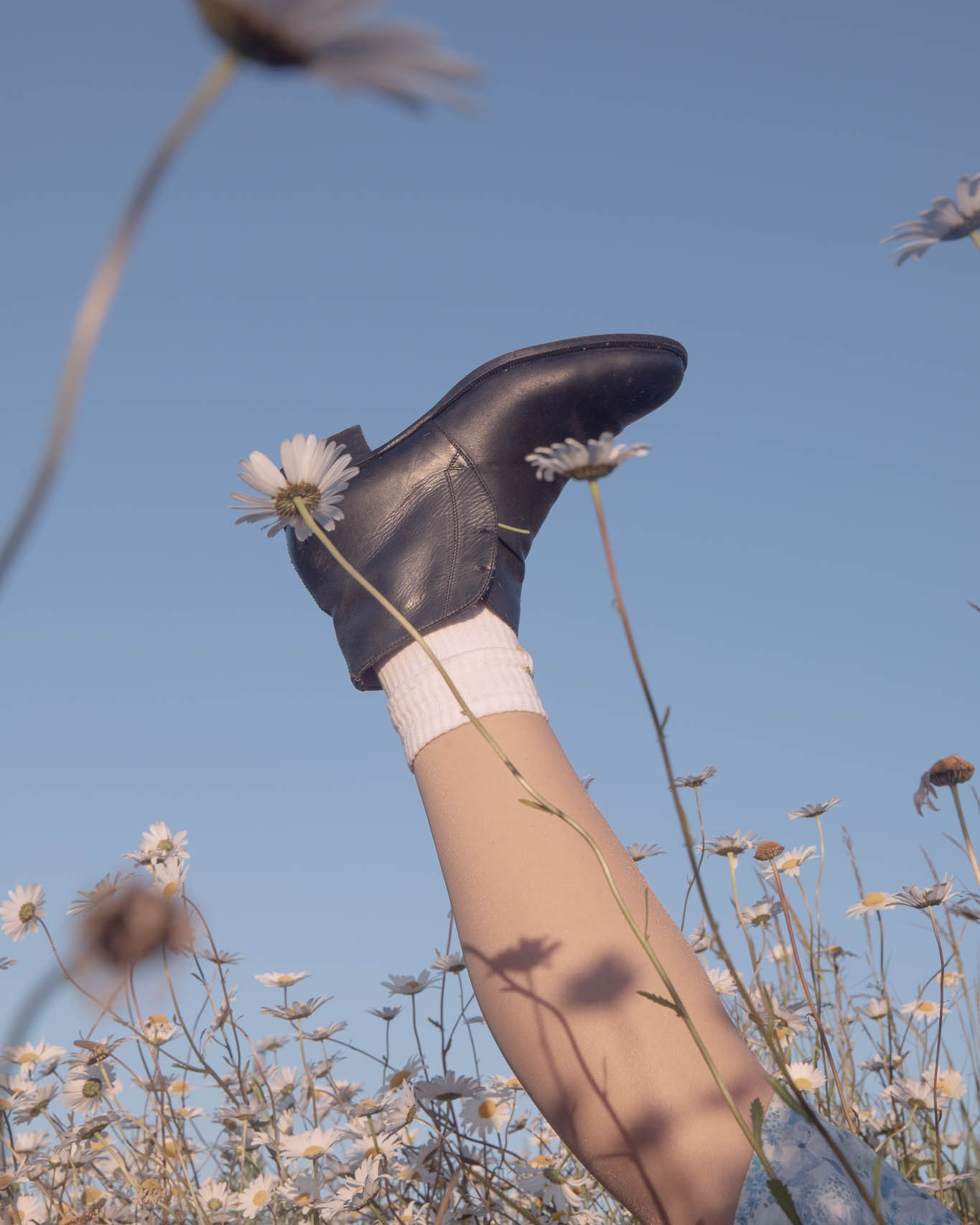 Fine art photo print with white daisies, poetic floral photography for sale in Eastbourne, UK-based nature-inspired artwork
