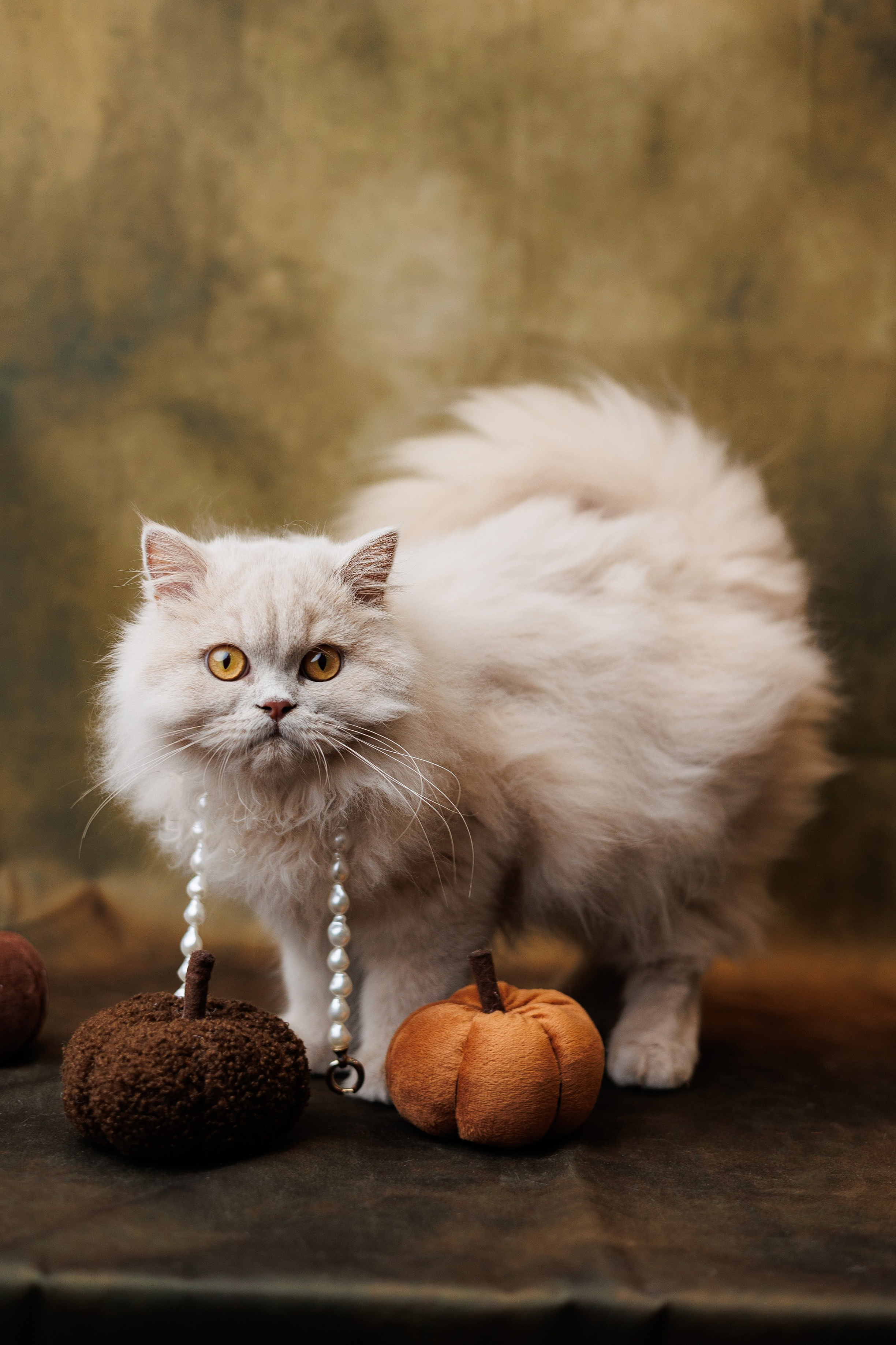 Pet photography. Photography & videography for brands. Individual shooting. Midlands, England