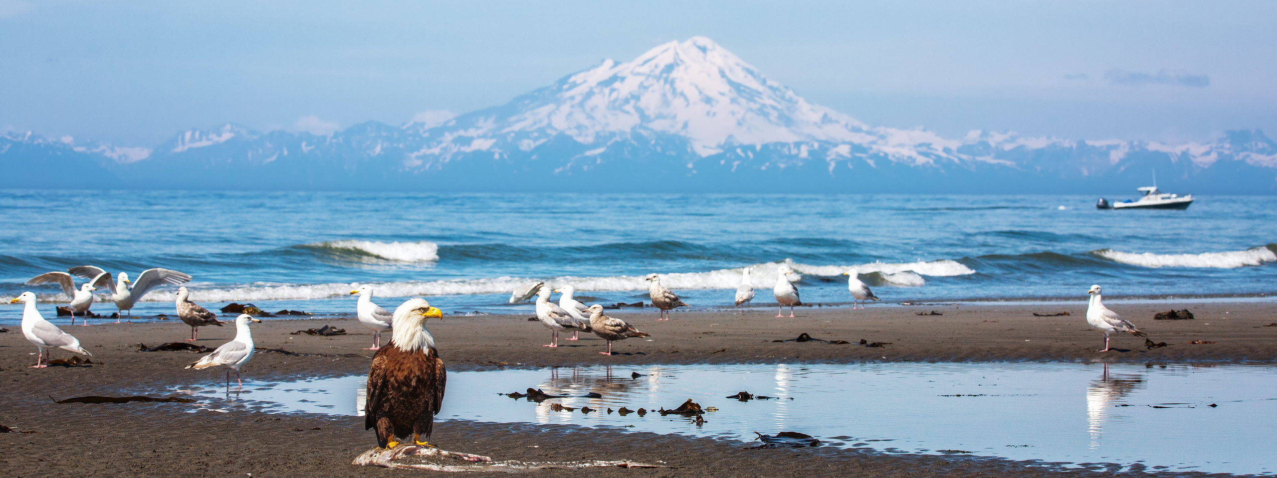 Magnificent Ice. Alaska on RV. Pet, Senior, Landscape, portrait studio, photographer in Miami and Sou