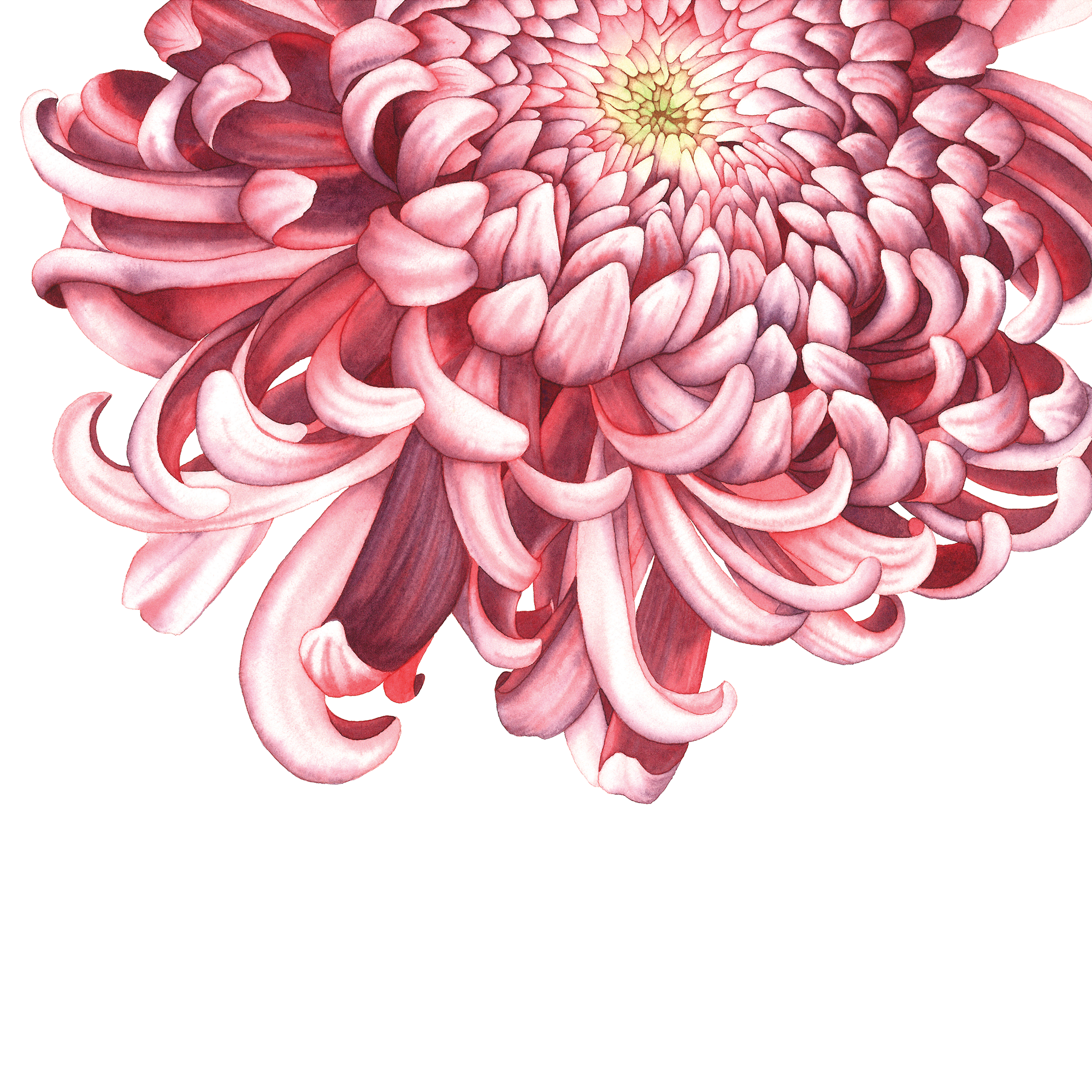 Watercolours. Evgeniia Bychina, painter