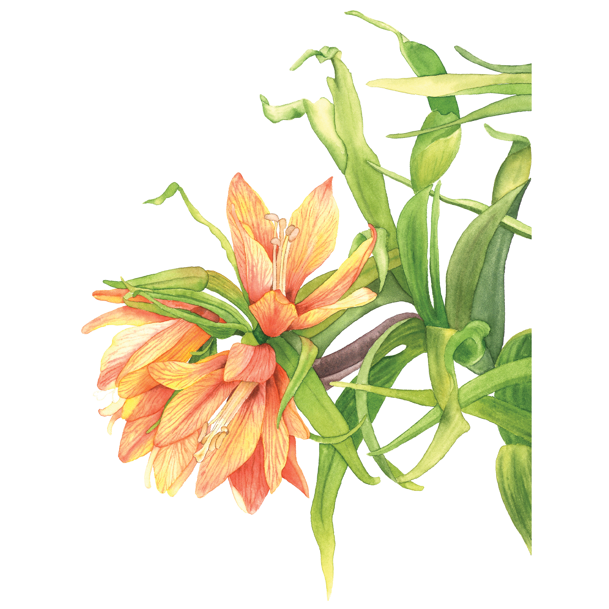 Watercolours. Evgeniia Bychina, painter