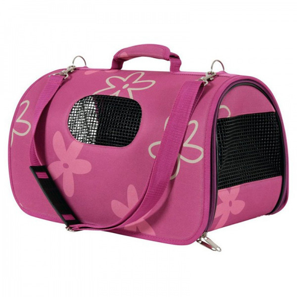 Cattery british shorthair. British shorthair Cyprus, british shorthair cattery in UK, british cat