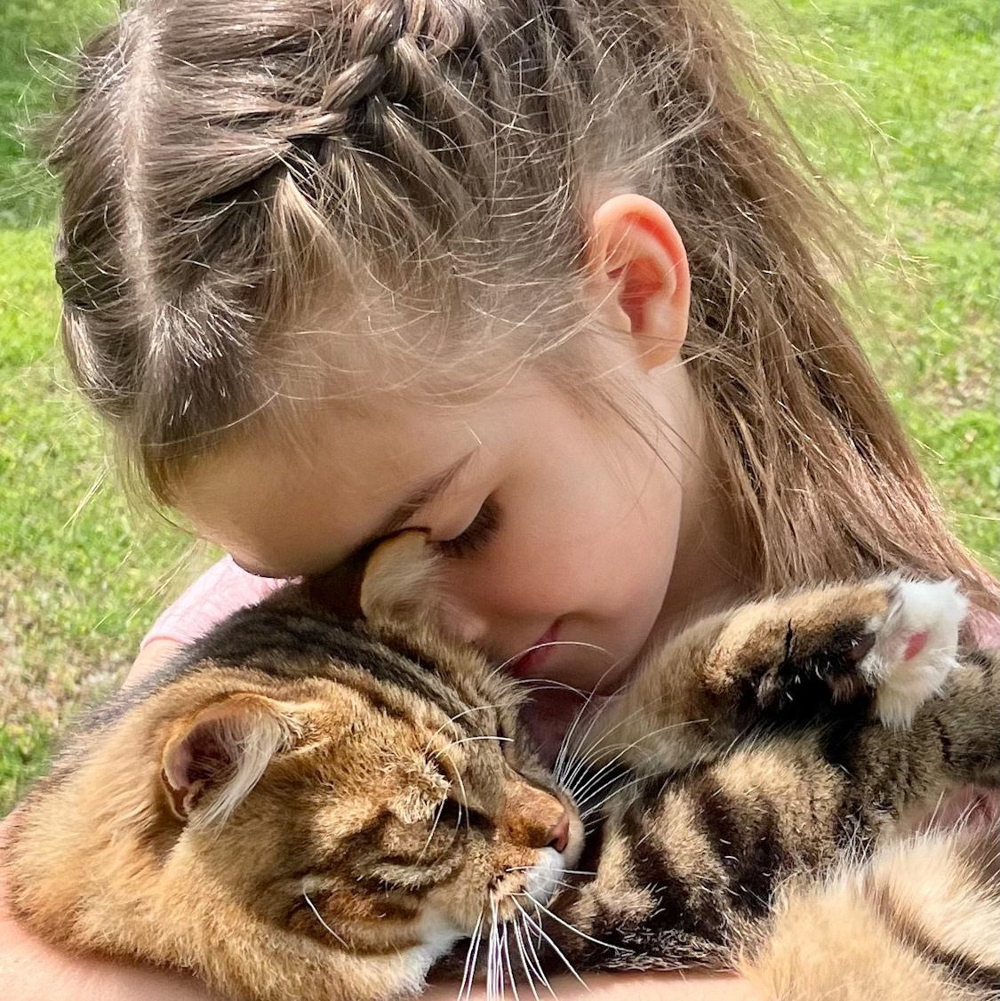 Child cuddling a brown tabby siberian kitten on the grass