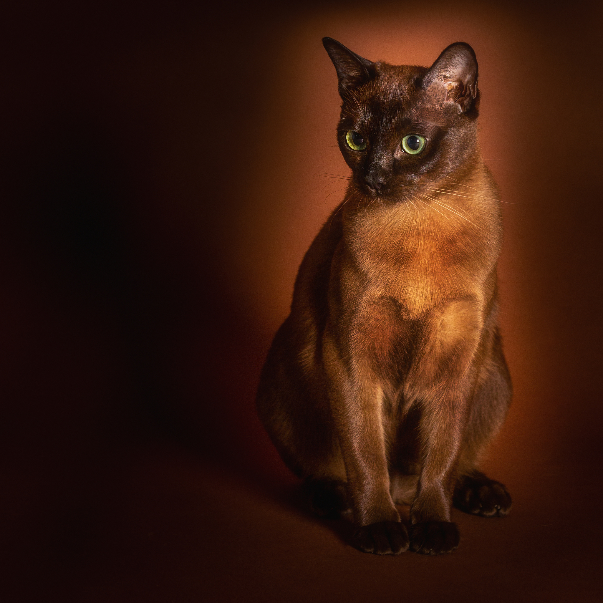 Pet Photography. Pet, Senior, Landscape, portrait studio, photographer in Miami and Sou