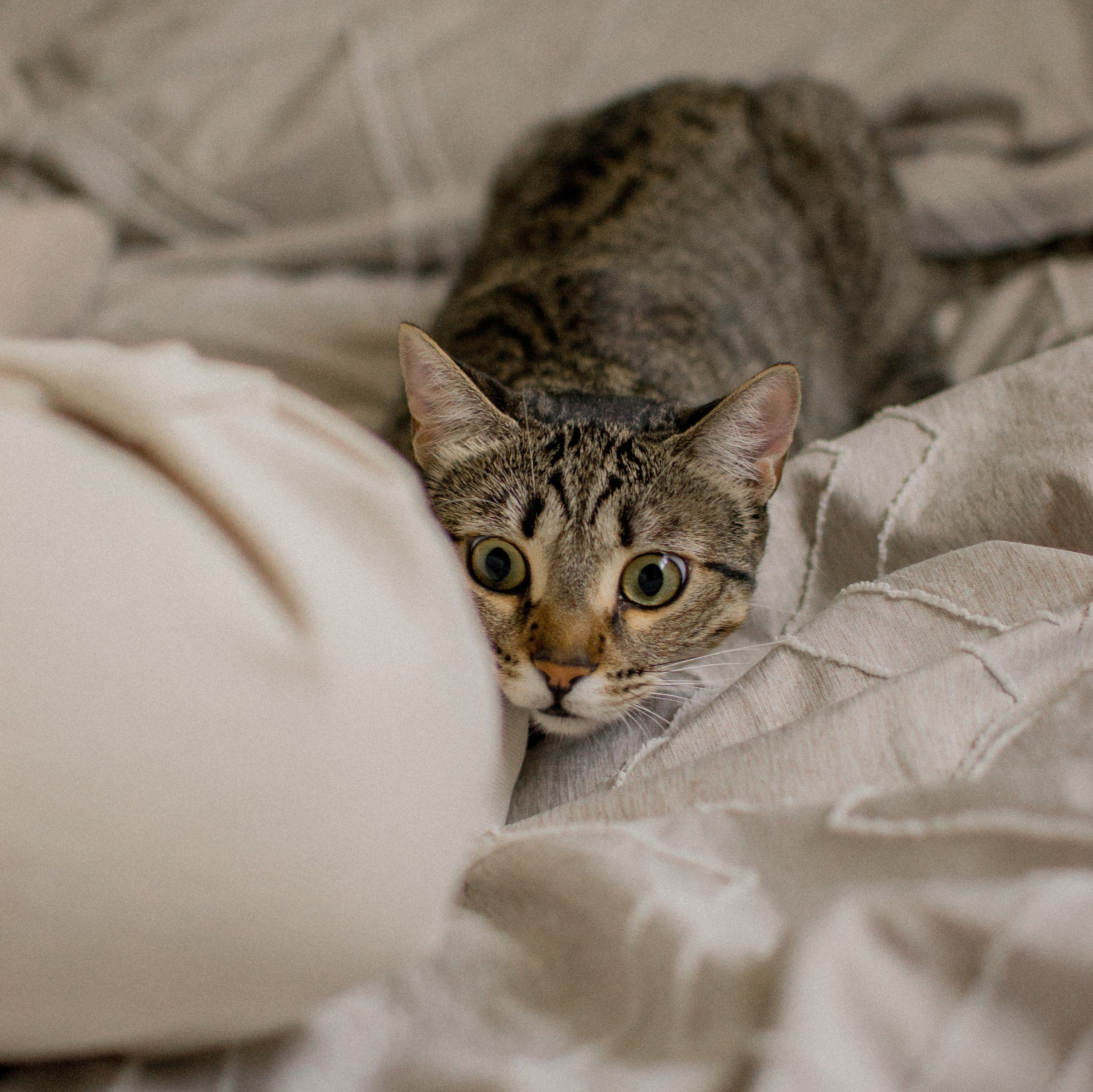 Photographe animalier à Paris Anna Pereira