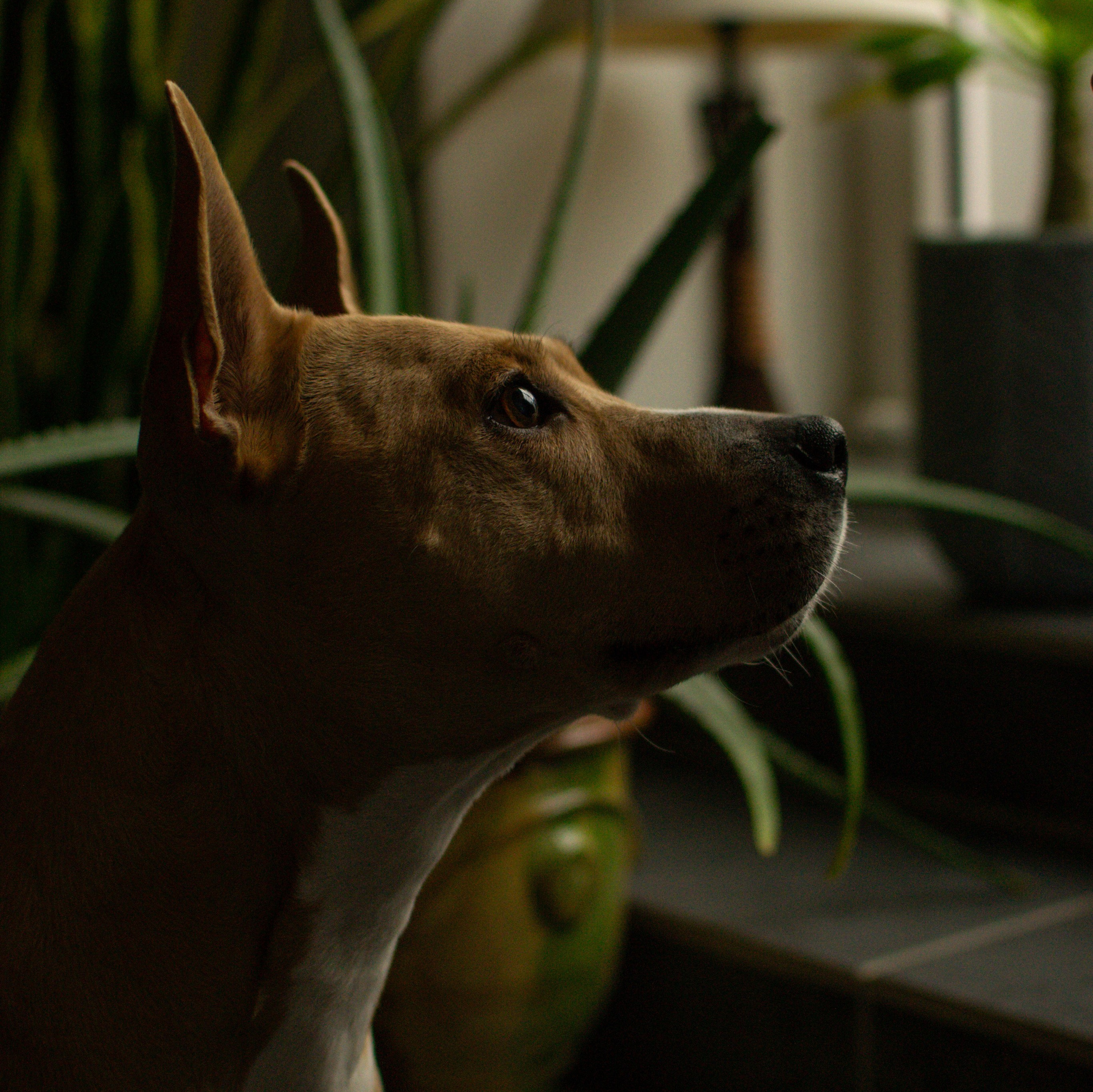 Photographe animalier à Paris Anna Pereira