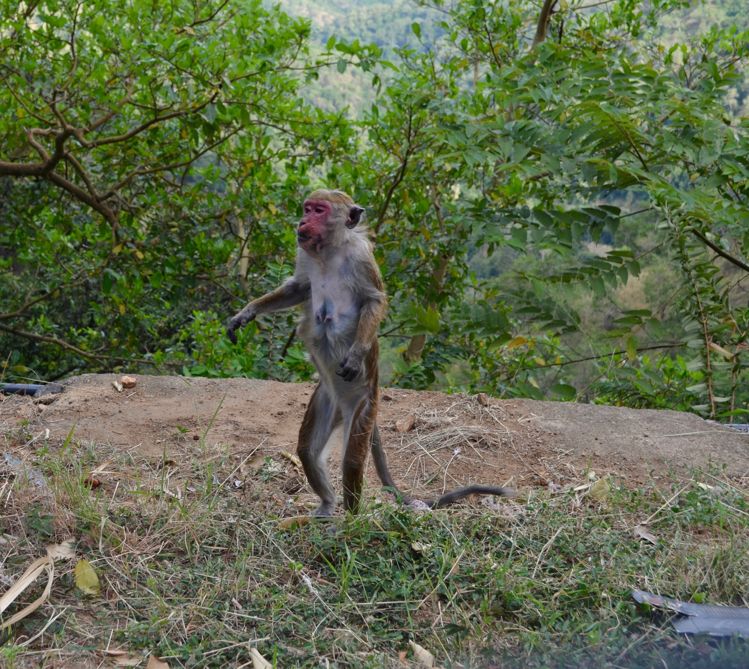 Sri Lanka — Maldives. Milok et Kirok sont des gens positifs et réels. Nous serons ravis de v