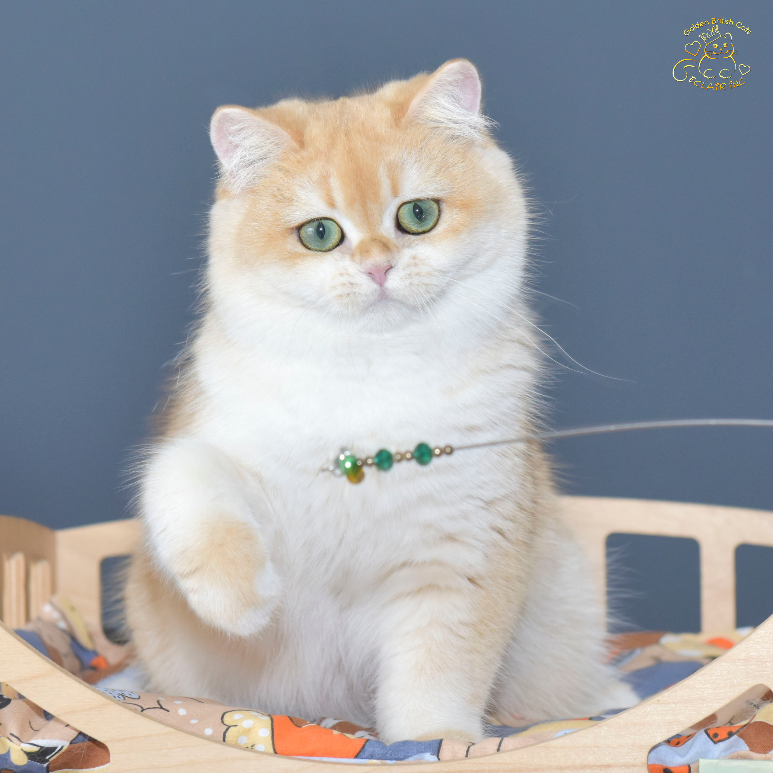 Εκτροφειο βρετανικης κοντότριχης γατας στην Ελλαδα, εκτροφειο british shorthair Αθηνα, βρετανικη κοντοτριχη τσιντσιλα, χρυση βρετανική γάτα, βρετανική κοντότριχη γάτα με pedigree, βρετανική κοντότριχη γάτα τιμή, βρετανική μακρύτριχη γάτα