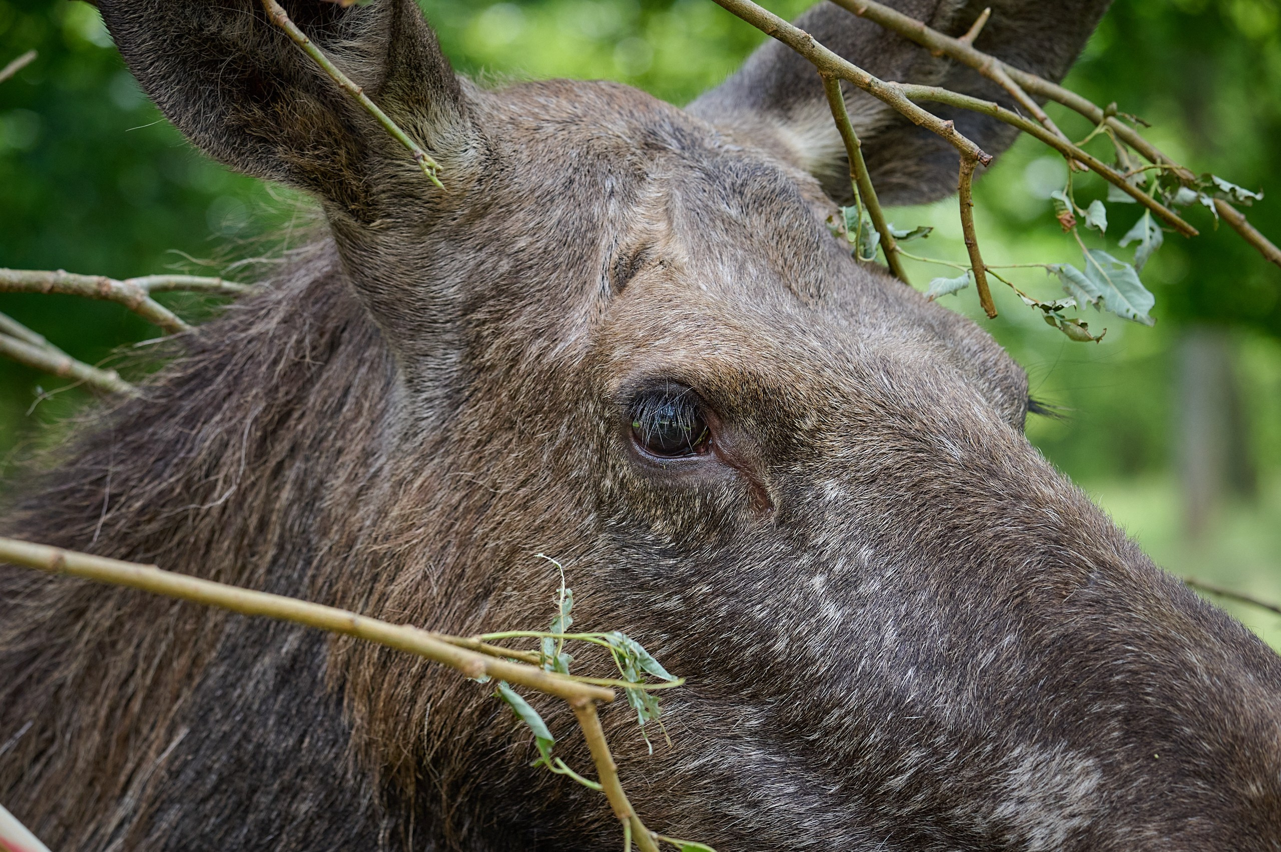 Visit Skånes Djurpark. Yuri Popkov | Photographer