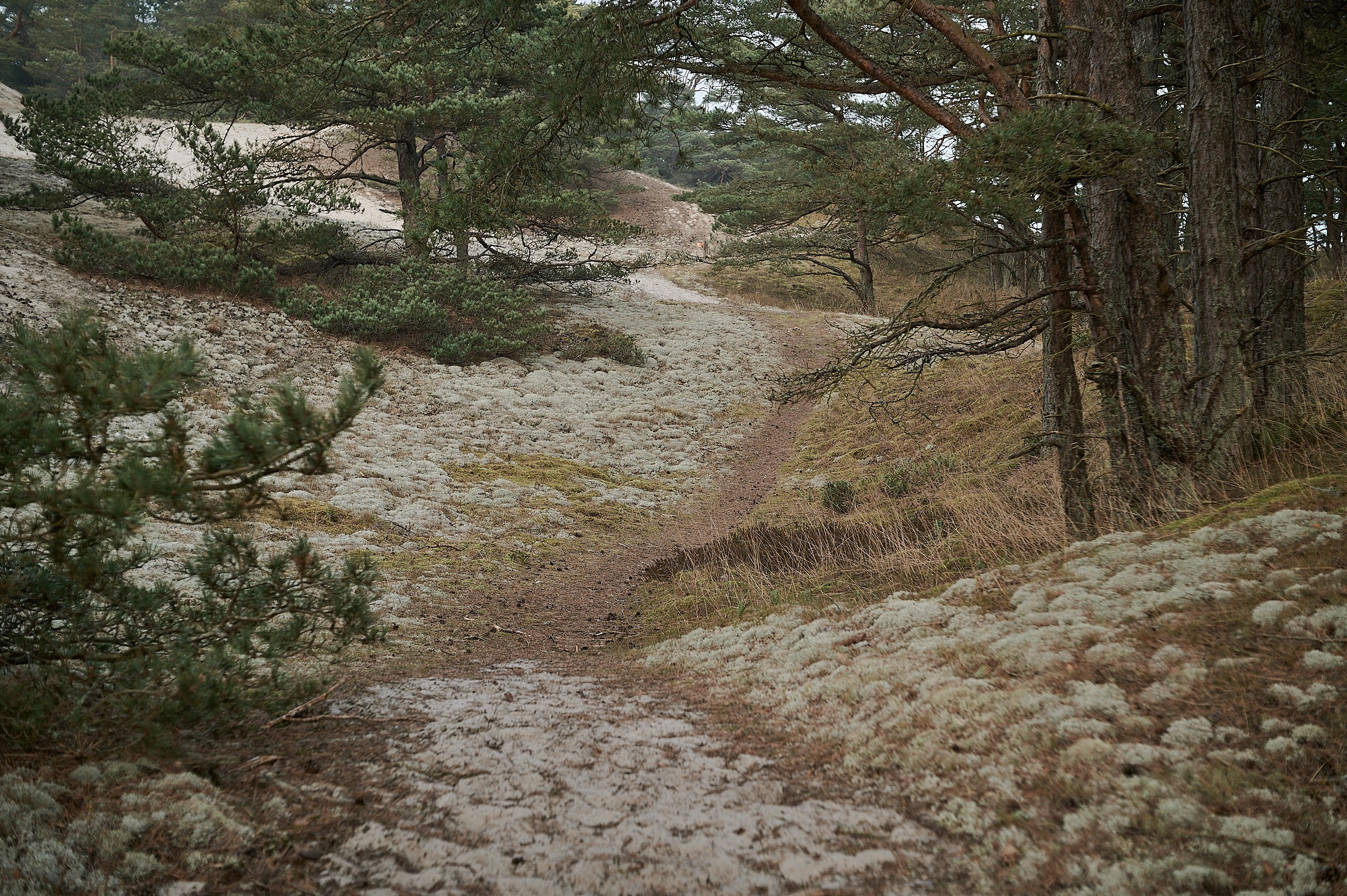 Furuboda at sunset. Yuri Popkov | Photographer
