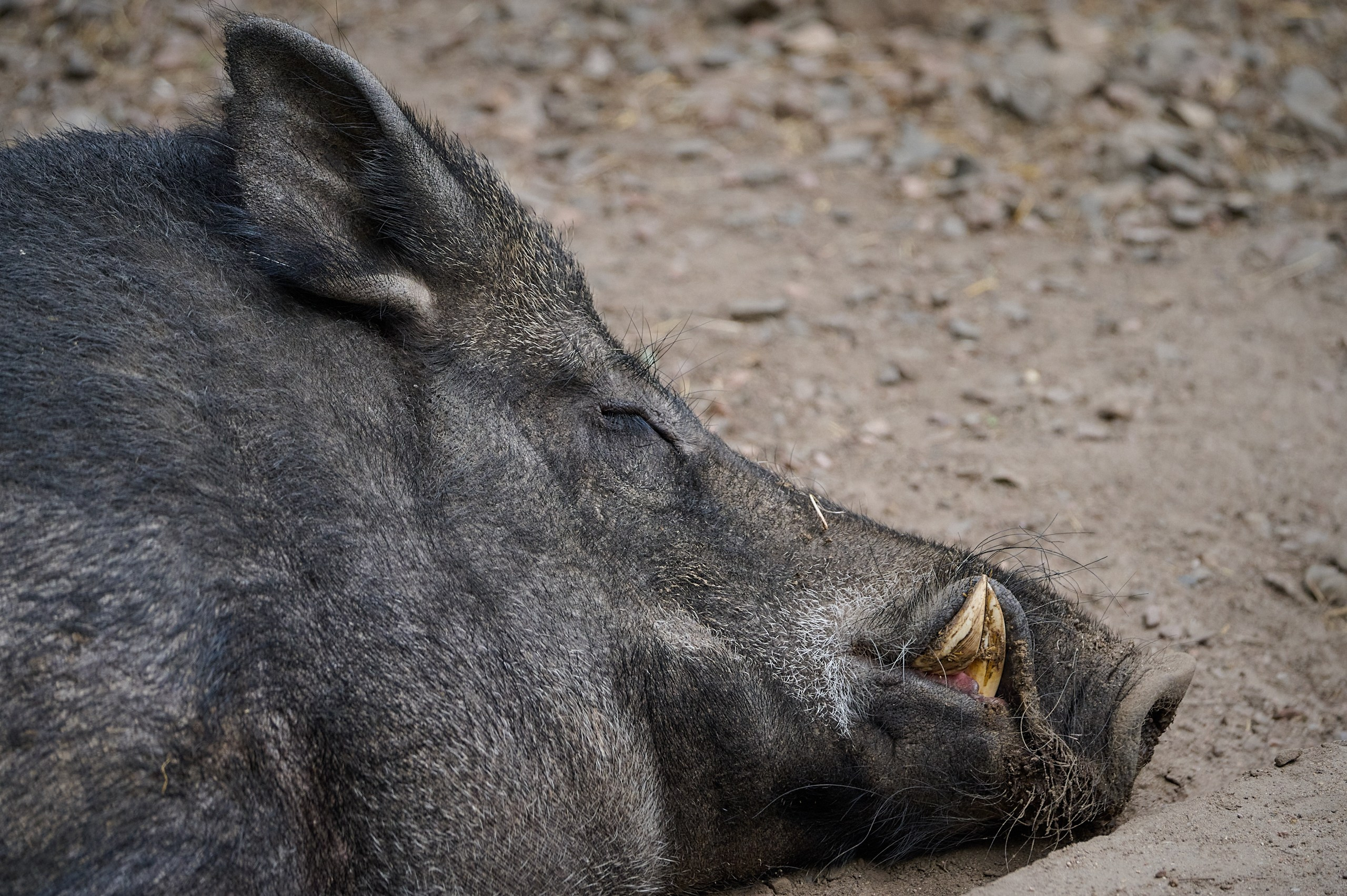 Visit Skånes Djurpark. Yuri Popkov | Photographer