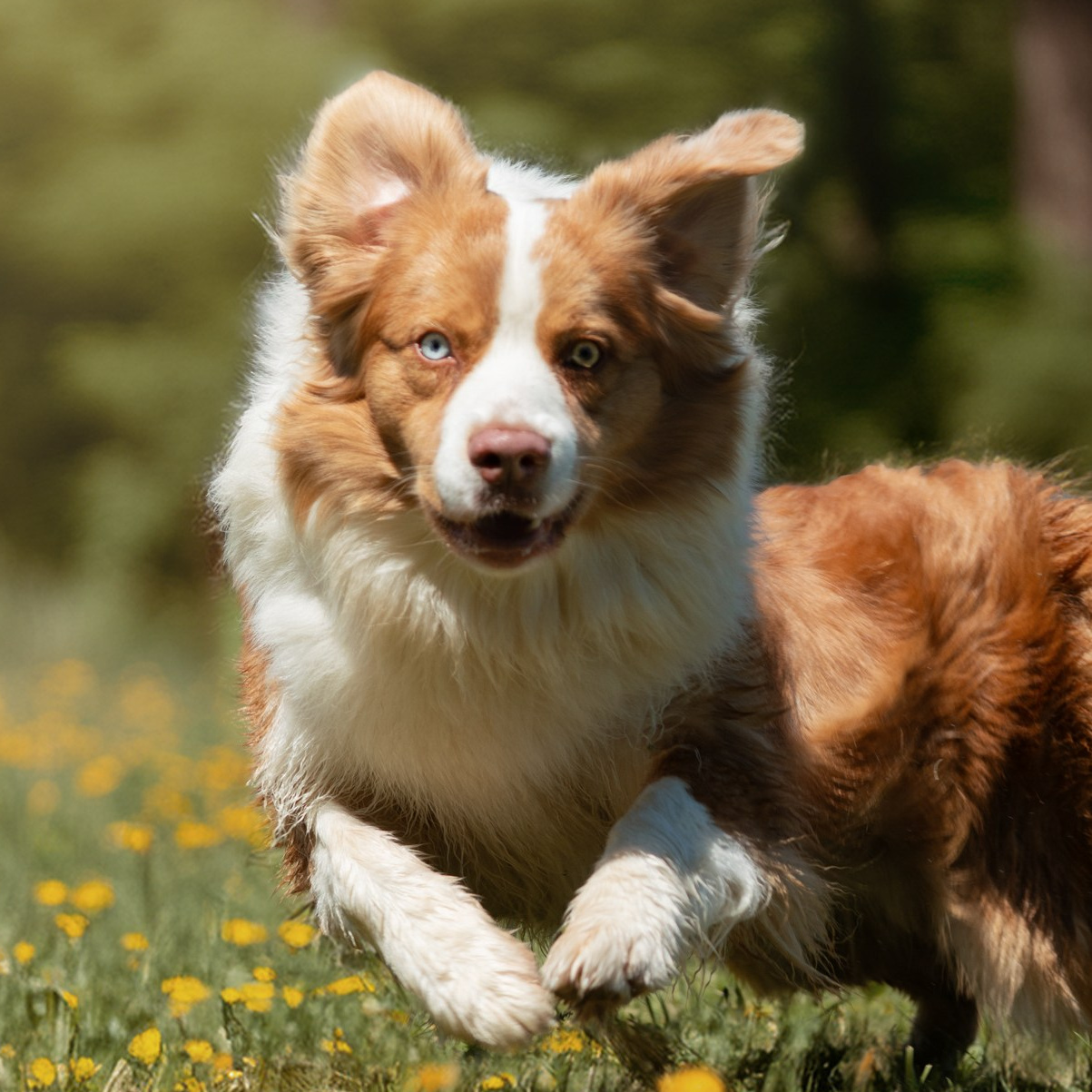 Un cane con il manto bianco e marrone corre attraverso un campo di fiori gialli, con un occhio azzurro e uno marrone che spiccano. Il movimento del pelo e delle orecchie evidenzia la sua energia e vivacità. Sullo sfondo, una foresta sfocata incornicia la scena naturale. La fotografia trasmette dinamismo e libertà.