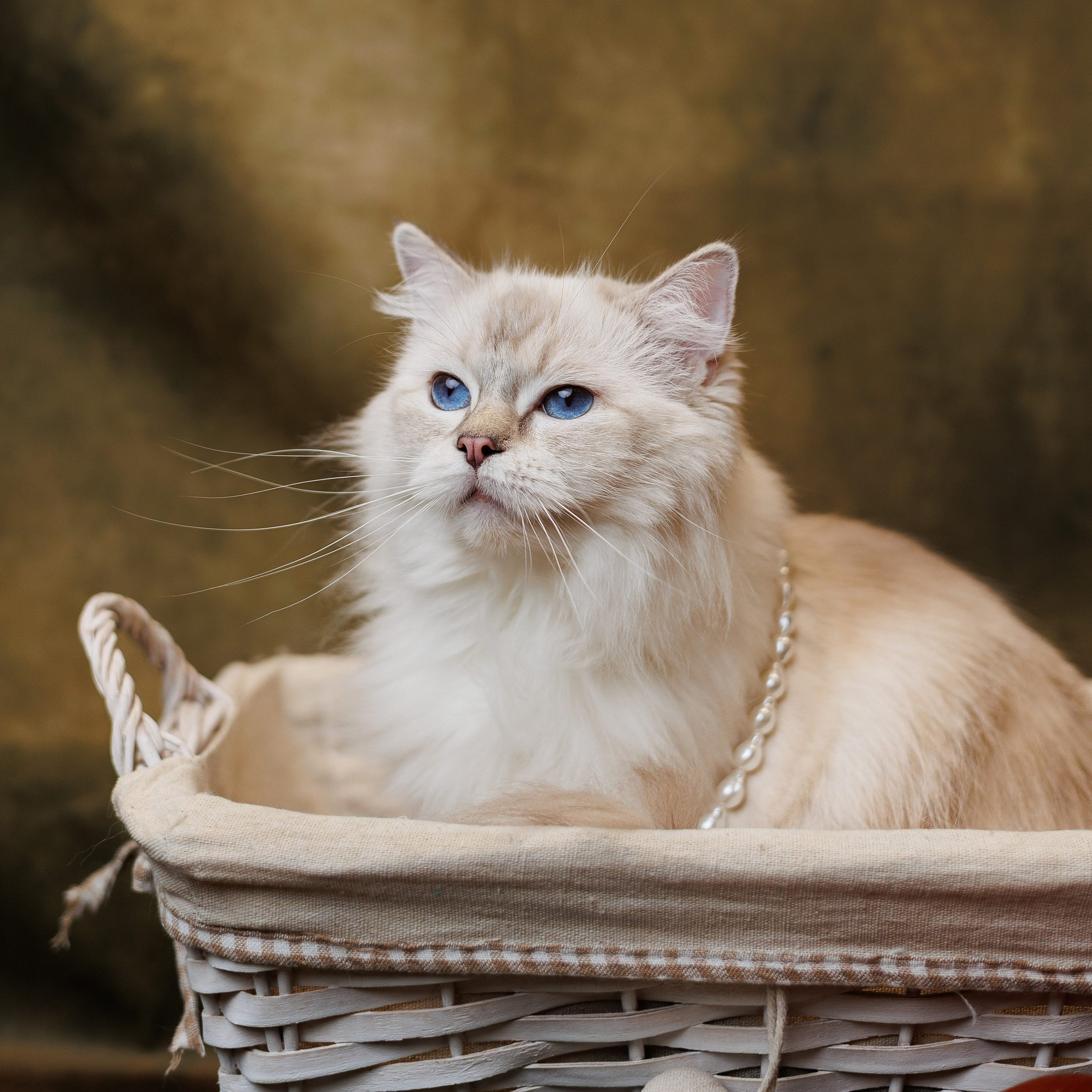 Pet photography. Photography & videography for brands. Individual shooting. Midlands, England