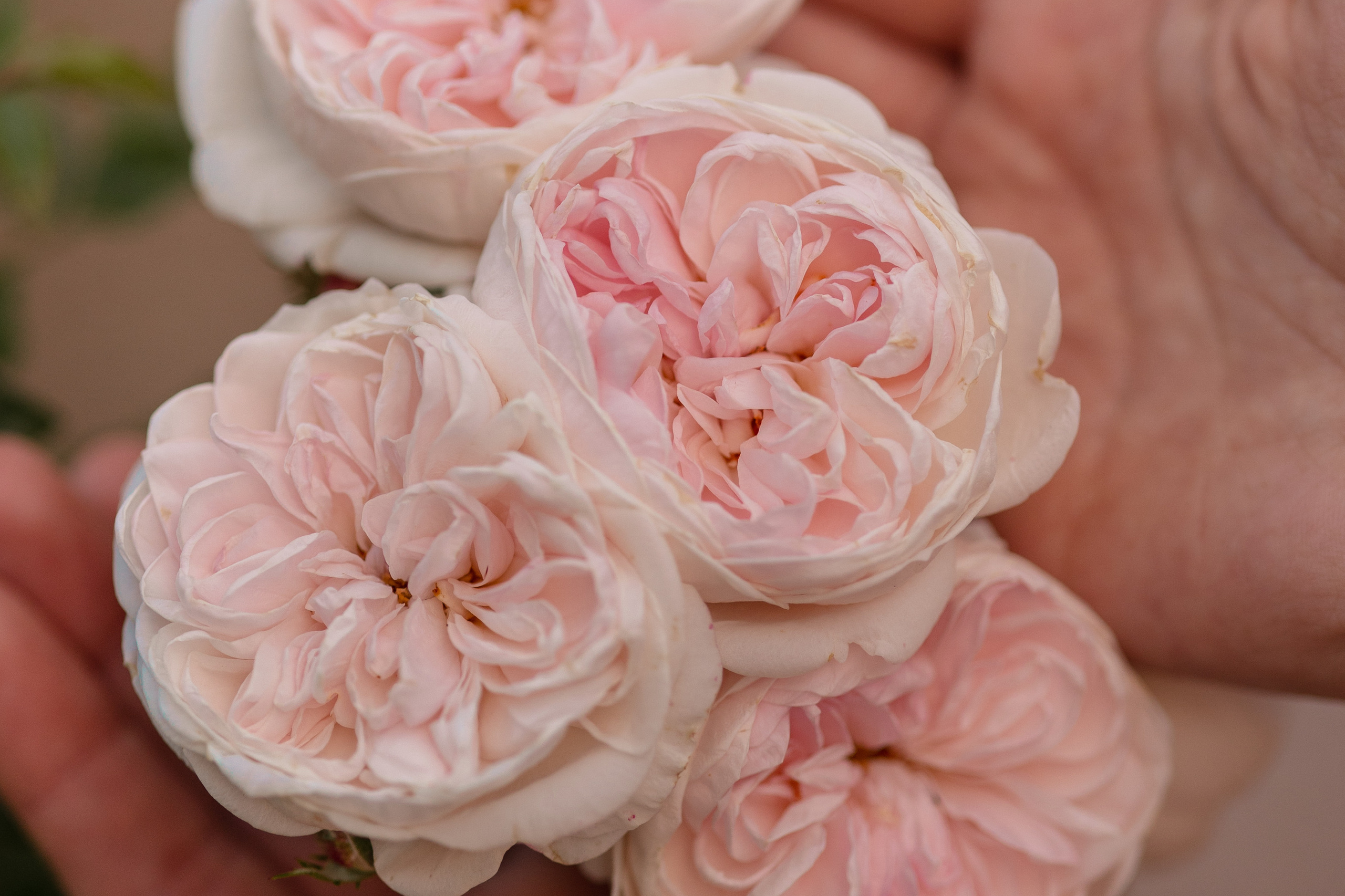 Dienstleistungen. Kinder- und Familienfotografin