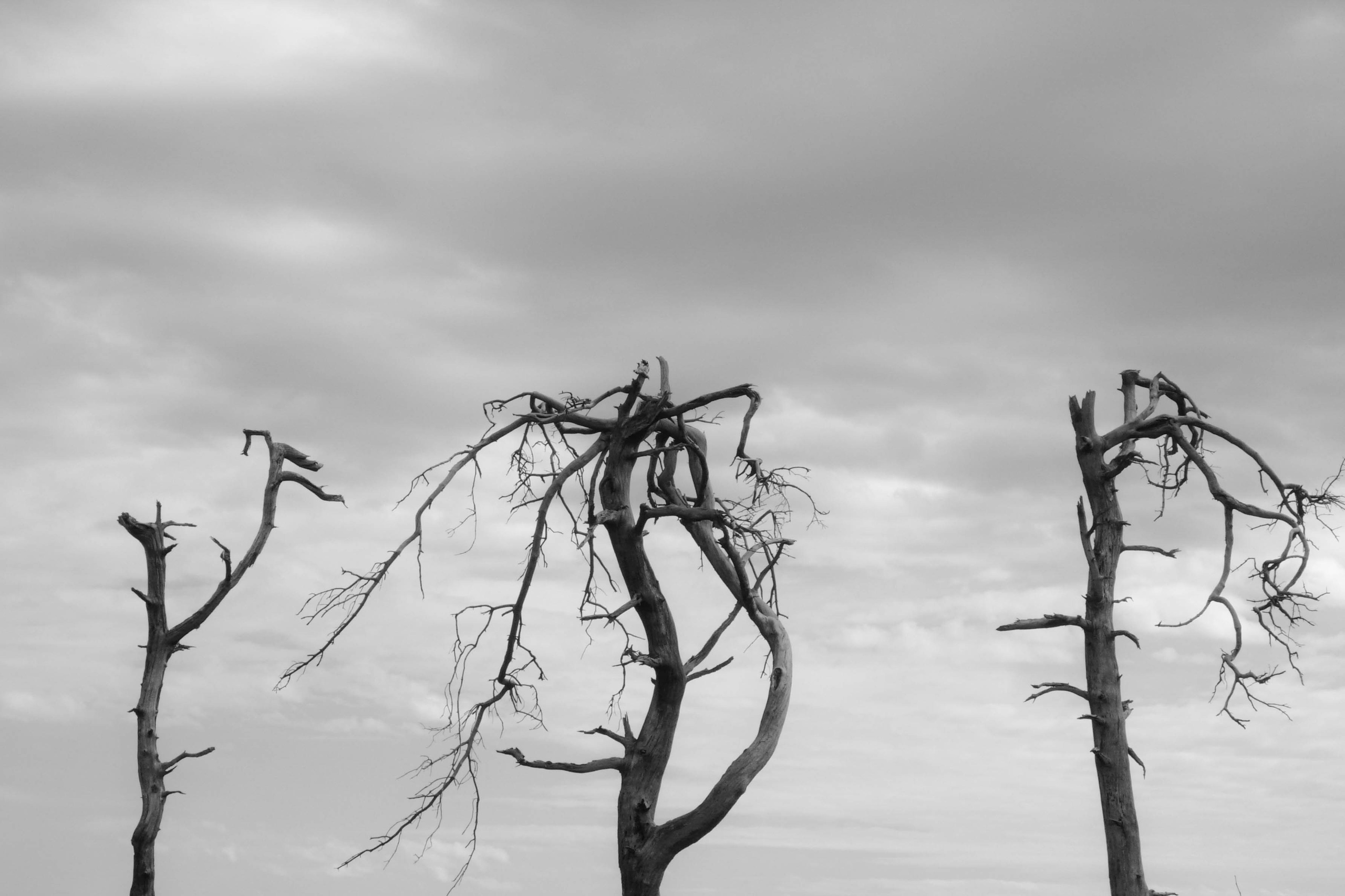 Singles. Demyd — art collection