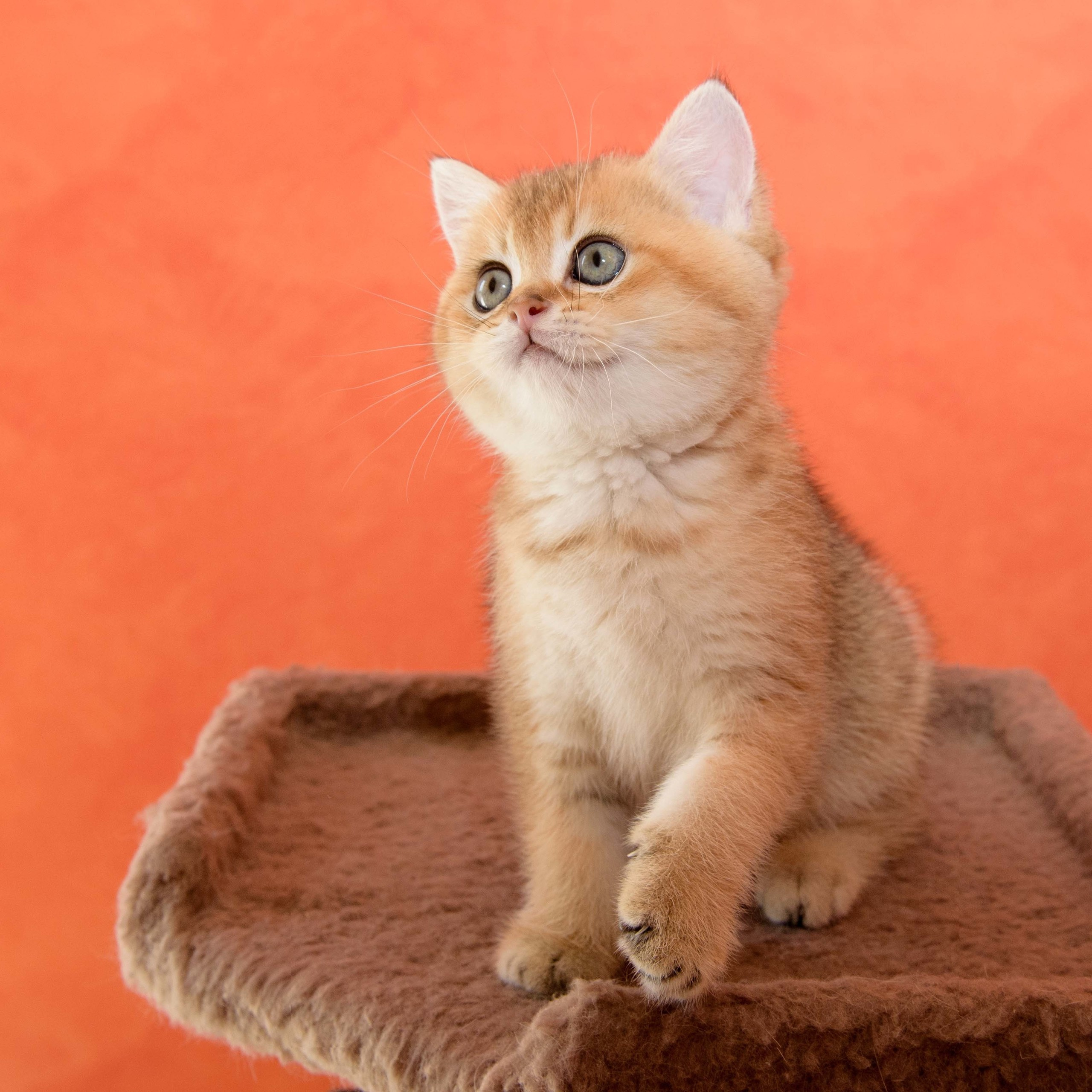 british shorthair golden, british shorthair golden cattery, british shorthair cattery greece, british golden chinchilla greece, british shorthair price, british shorthair Cyprus price, british shorthair Limassol price, cattery british shorthair Limassol, cattery british shorthair Cyprus, british shorthair kittens price, Cattery British shorthair Cyprus, cattery british shorthair Limassol, british kittens Limassol, british kittens Limassol price, cats for sale Limassol, kitten for sale Limassol, kitten for sale Cyprus, kitten for sale with pedigree limassol, cats for sale Limassol, cats for sale Larnaka, cats for sale Nicosia, kittens for sale Limassol, kittens for sale with pedigree Limassol