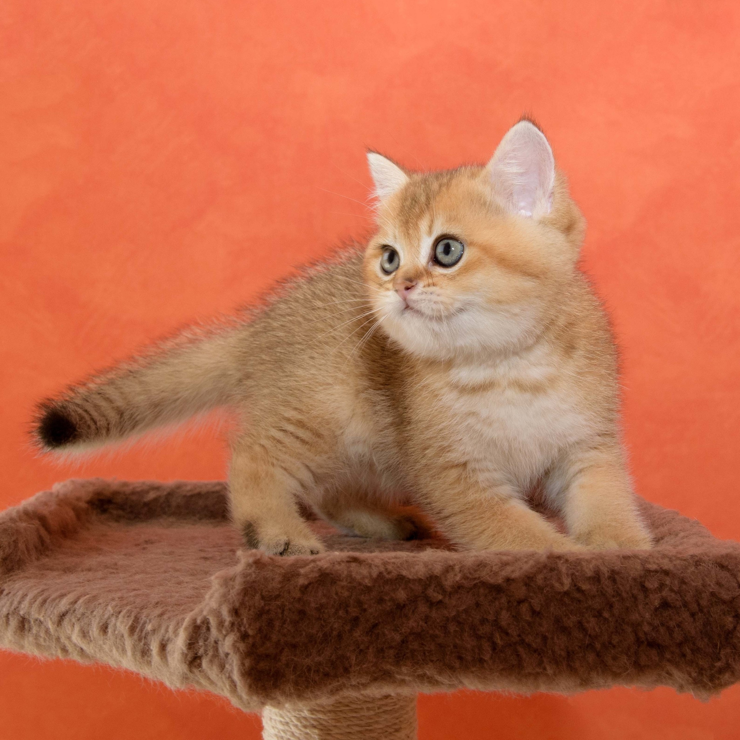 british shorthair golden, british shorthair golden cattery, british shorthair cattery greece, british golden chinchilla greece, british shorthair price, british shorthair Cyprus price, british shorthair Limassol price, cattery british shorthair Limassol, cattery british shorthair Cyprus, british shorthair kittens price, Cattery British shorthair Cyprus, cattery british shorthair Limassol, british kittens Limassol, british kittens Limassol price, cats for sale Limassol, kitten for sale Limassol, kitten for sale Cyprus, kitten for sale with pedigree limassol, cats for sale Limassol, cats for sale Larnaka, cats for sale Nicosia, kittens for sale Limassol, kittens for sale with pedigree Limassol