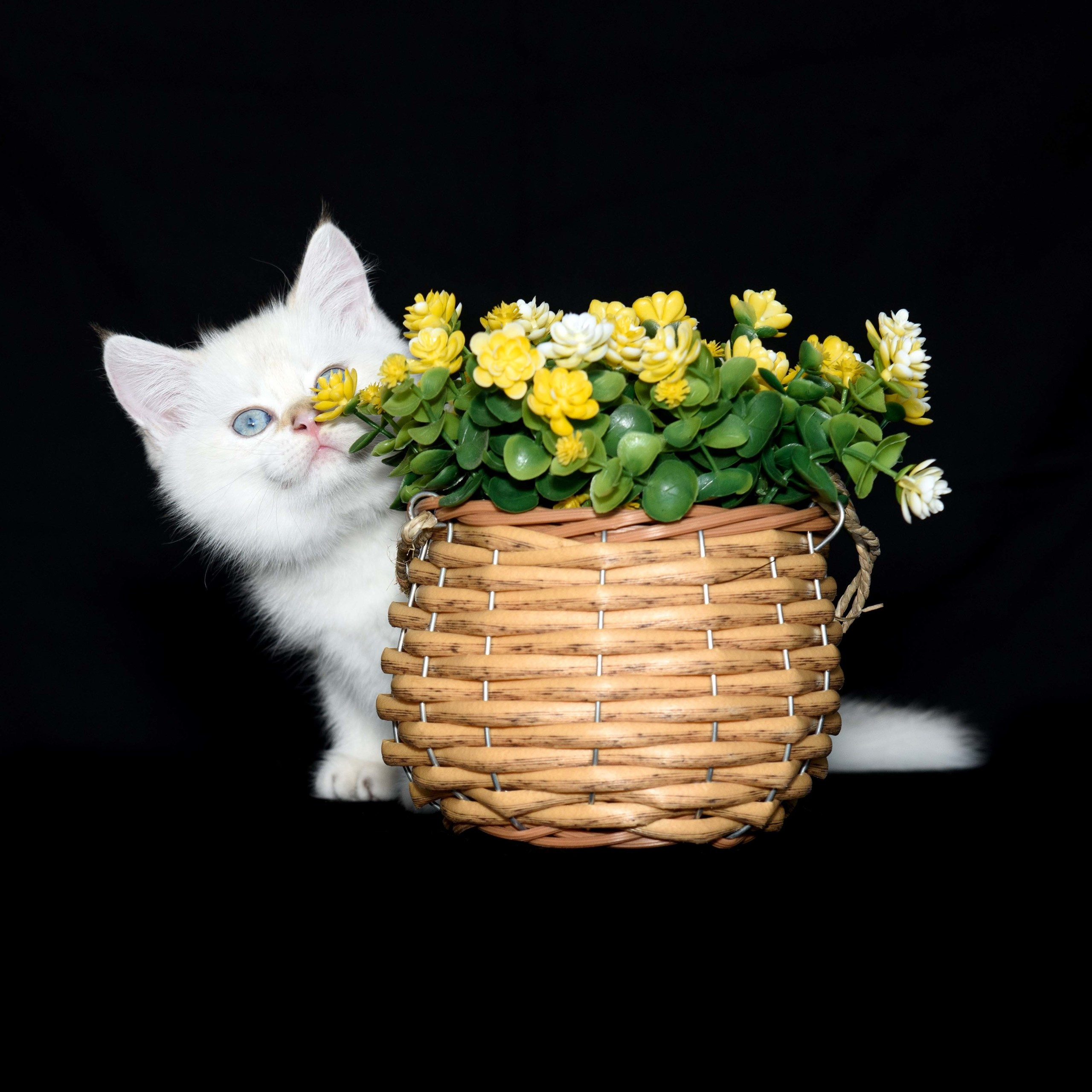 Εκτροφείο βρετανικής κοντότριχης στην Αθήνα, Εκτροφειο βρετανικης κοντότριχης γατας στην Ελλαδα, εκτροφειο british shorthair Αθηνα, βρετανικη κοντοτριχη τσιντσιλα, χρυση βρετανική γάτα, βρετανική κοντότριχη γάτα με pedigree, βρετανική μακρύτριχη γάτα, εκτροφείο βρετανικής κοντότριχης γάτας στην Κύπρο, βρετανική γάτα στην Κύπρο τιμή, χρυσή βρετανική γάτα στην Κύπρο, χρυσή βρετανική γάτα Λεμεσός, επικίνδυνα φυτά για γάτες, τοξικά φυτά για γάτες