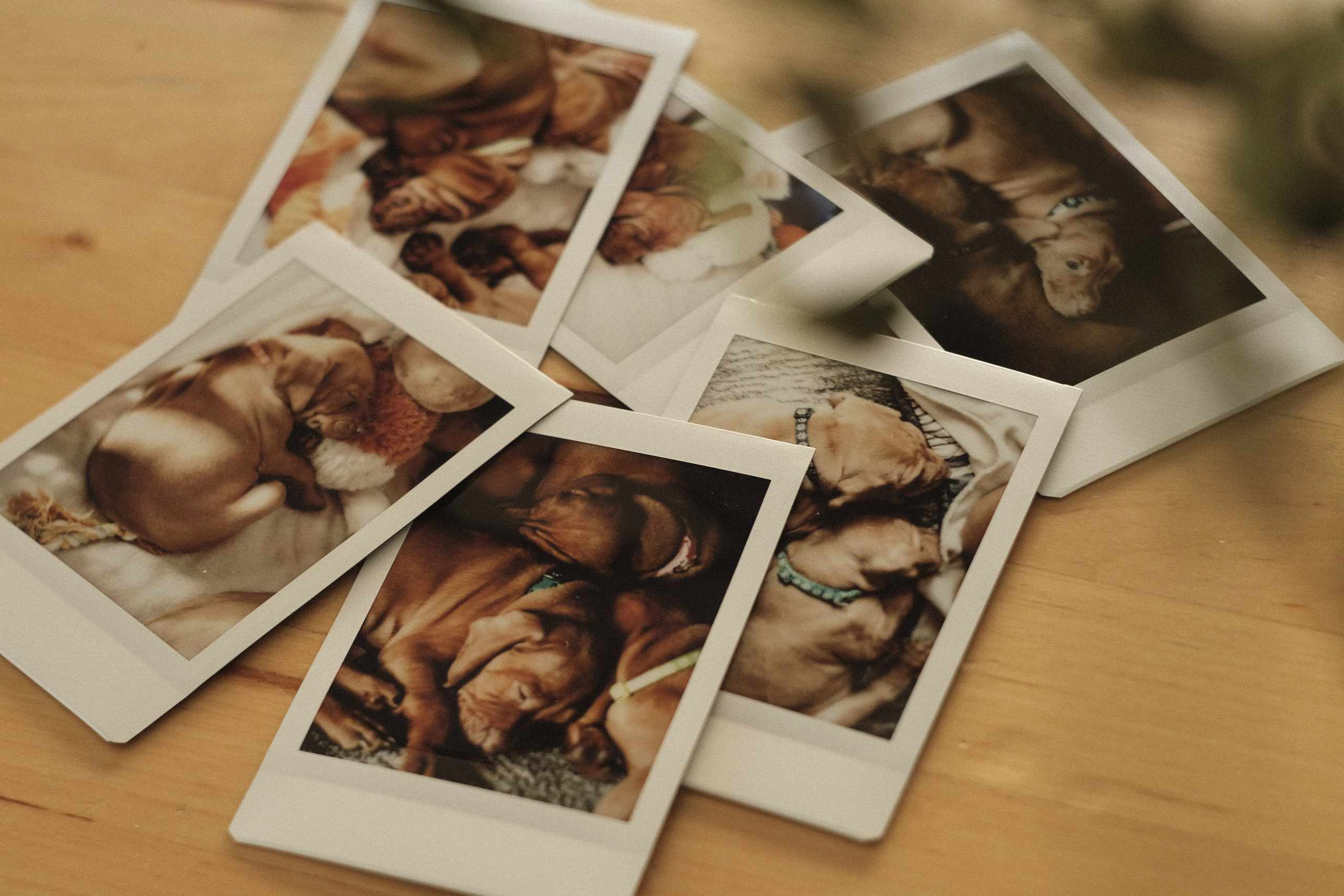 Viszla Welpen Fotoshooting – Unser Weg zum neuen Familienmitglied. RawPeek