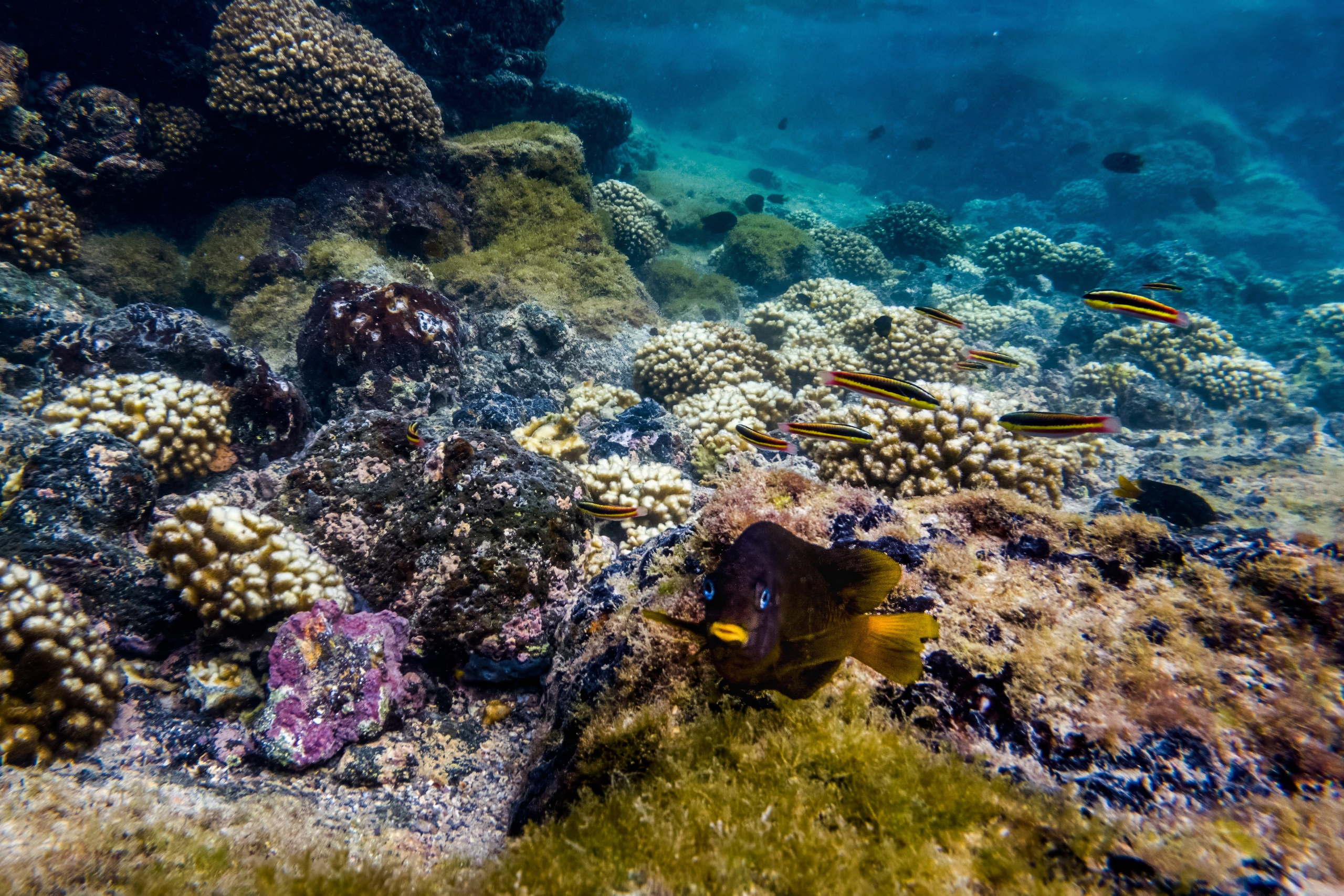 Galapagos Islands Adventure. Pet, Senior, Landscape, portrait studio, photographer in Miami and Sou
