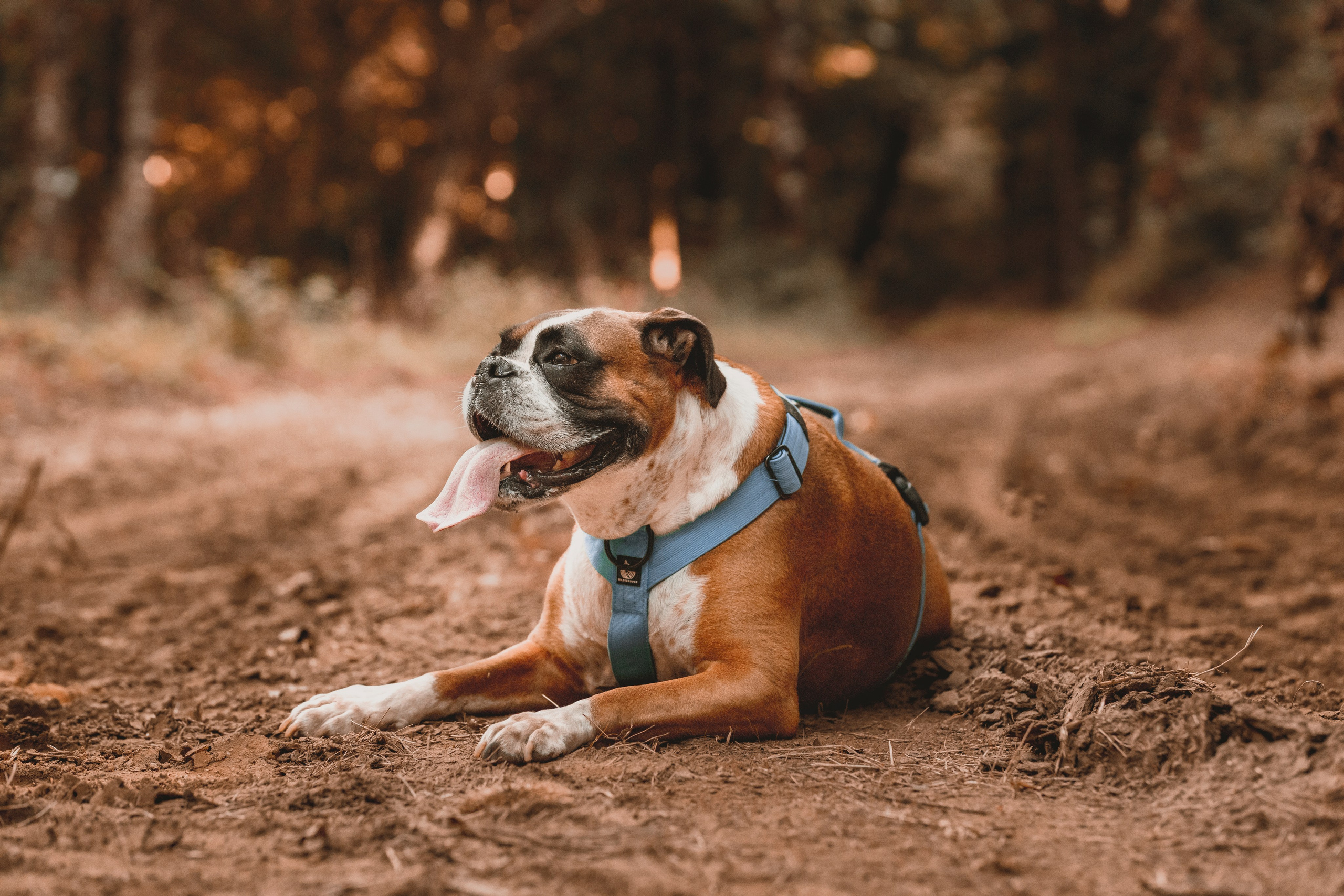 Todos los servicios fotográficos disponibles. RabelByCris Fotógrafa en Coruña de Eventos, sesiones, mascotas