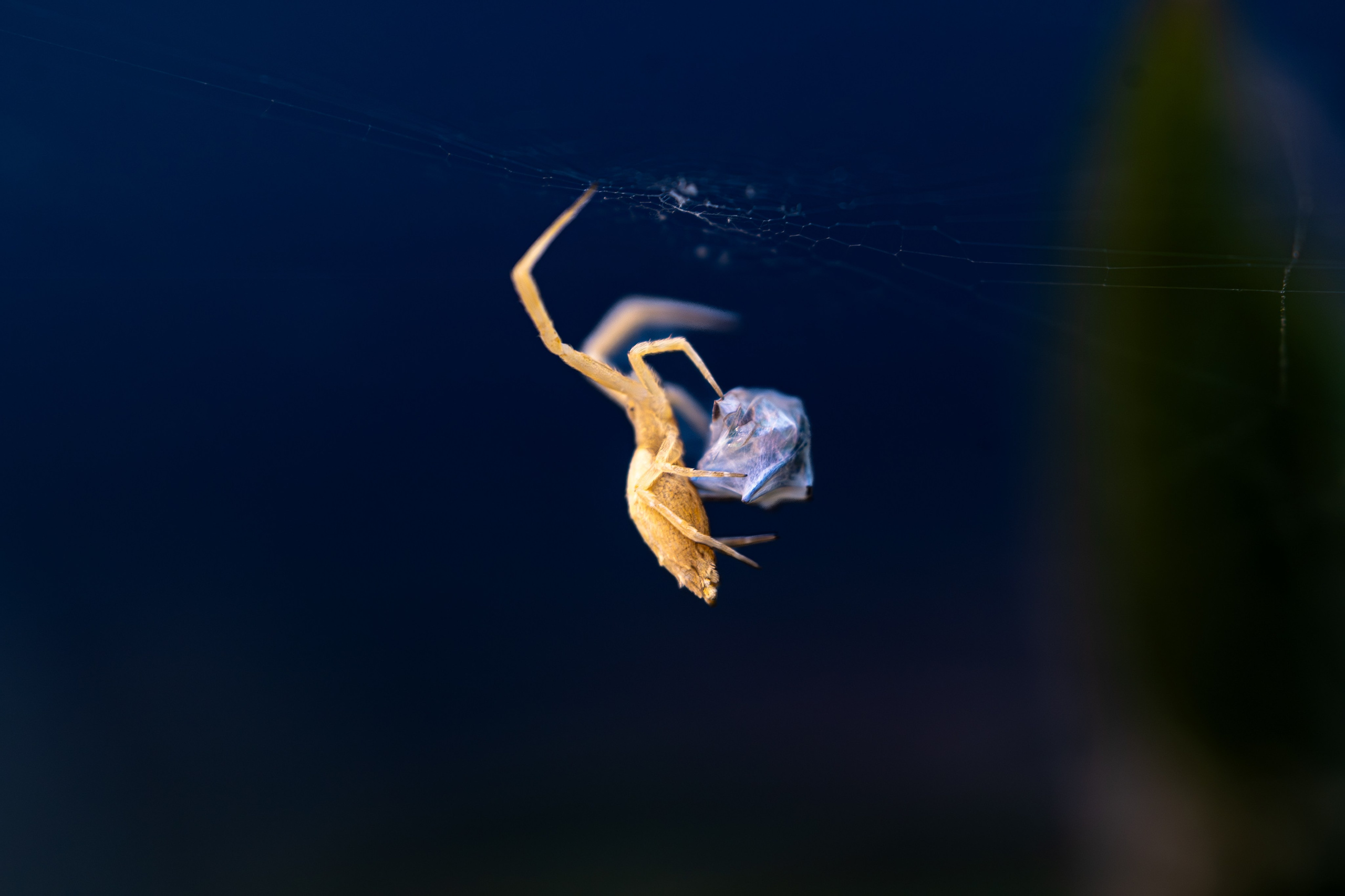 Hi, my name is Eric T and I am Iris photographer