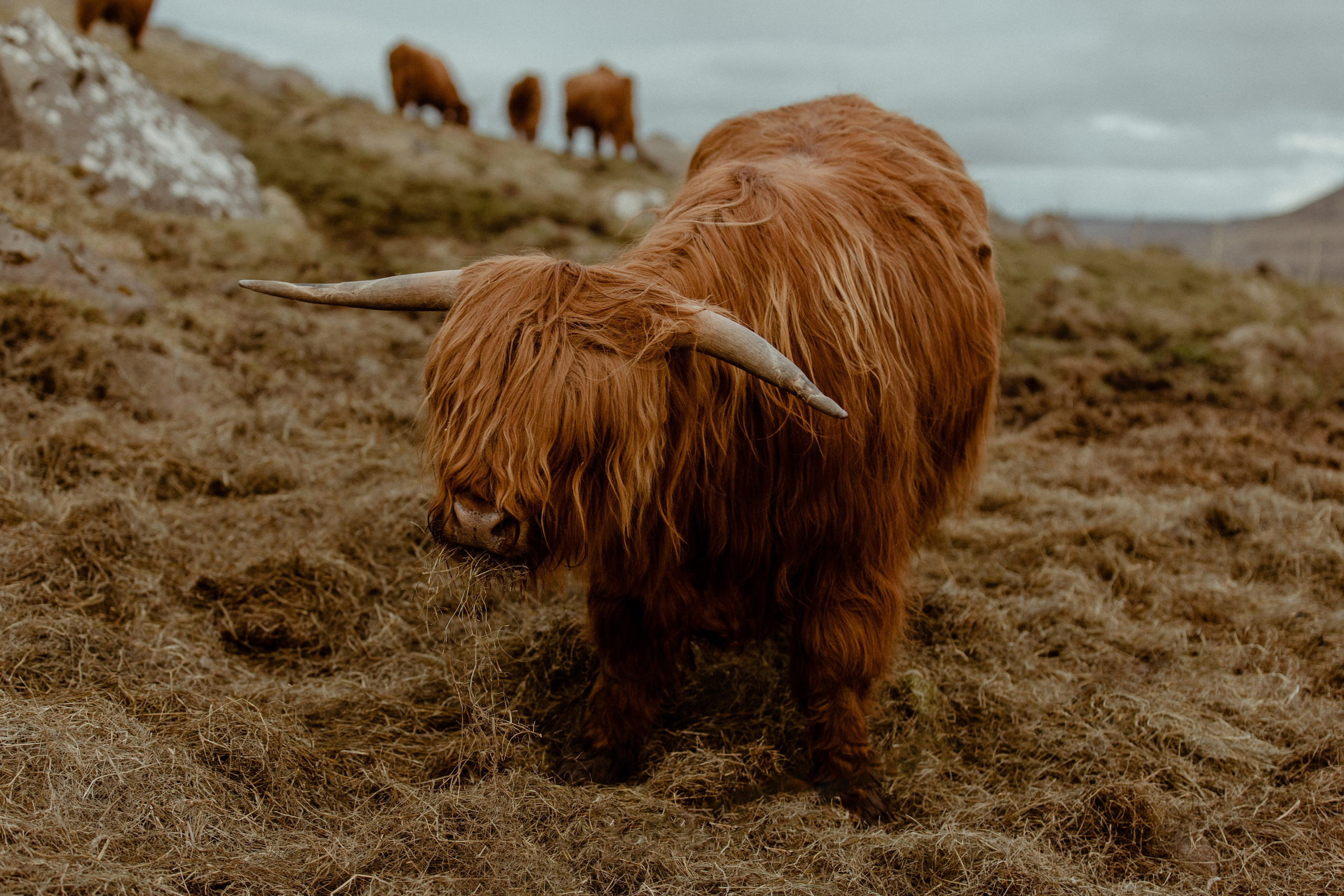 Faroe Islands Elopement Guideline. Iceland elopement photographer & videographer