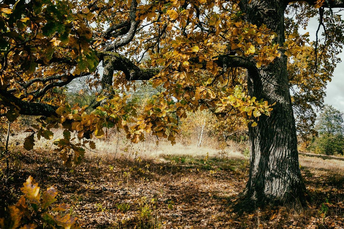 «ОСТАВЛЕННЫЙ» — город Припять после аварии на Чернобыле. Фотограф, коллекционер винтажных открыток и создатель историй на пересечении прошлого и личного. Ирина Дайнакова