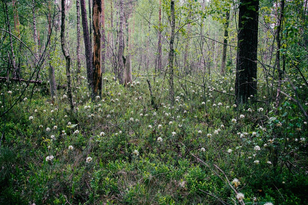 «ОСТАВЛЕННЫЙ» — город Припять после аварии на Чернобыле. Фотограф, коллекционер винтажных открыток и создатель историй на пересечении прошлого и личного. Ирина Дайнакова
