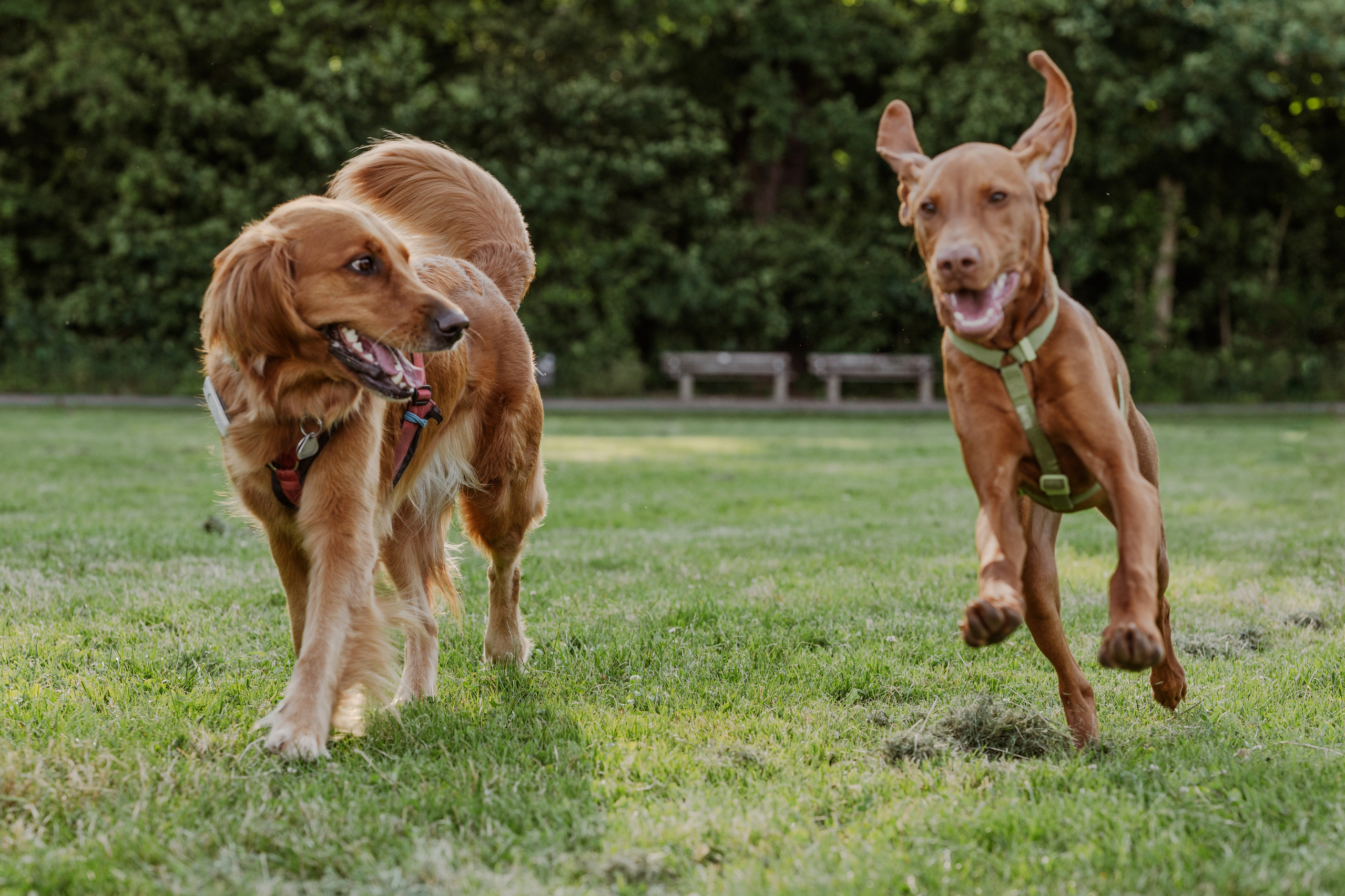 Zwei Hunde im wilden Spiel: Tuuli und Vizsla Ori zeigen ihre Zähne in einem dynamischen Moment auf der Leipziger Hundewiese.