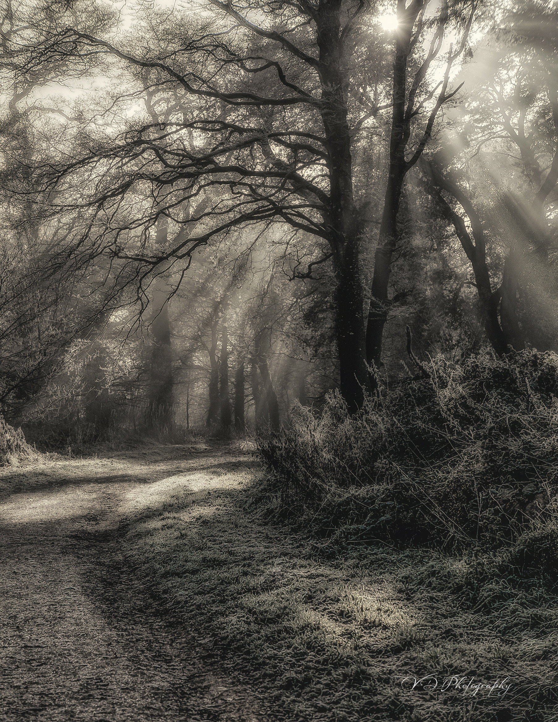 Shop. Communion, Weddings, Maternity, Newborn, Portrait photographer in Ireland