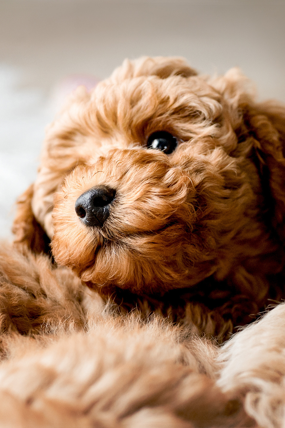 Fotografin für Welpen, Hunde und Zücher, Angebote, Leistungen, Fotos von Welpen, Zuchttiere, Katzen, Hunde, Kätzen, Tierfotografie