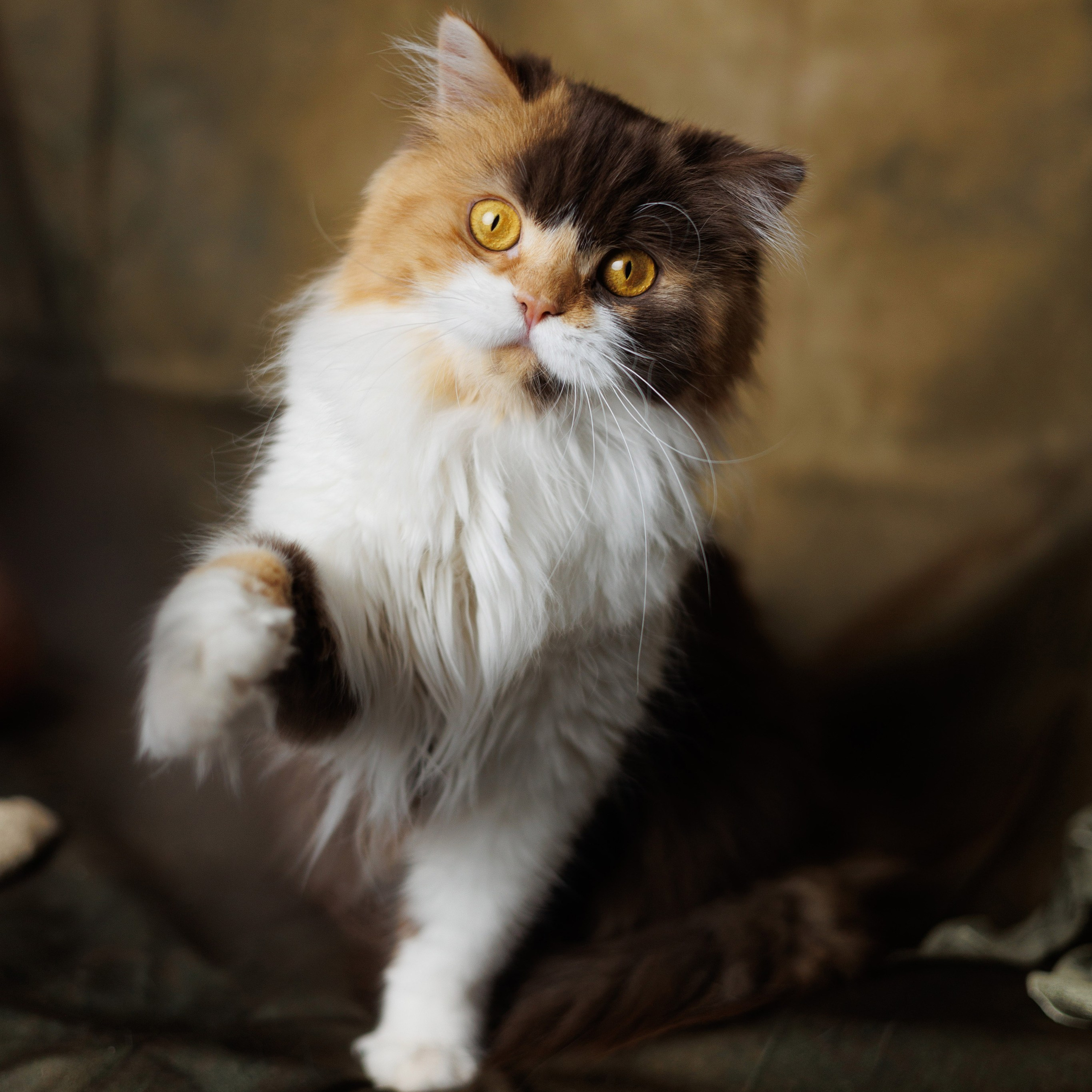 Pet photography. Photography & videography for brands. Individual shooting. Midlands, England