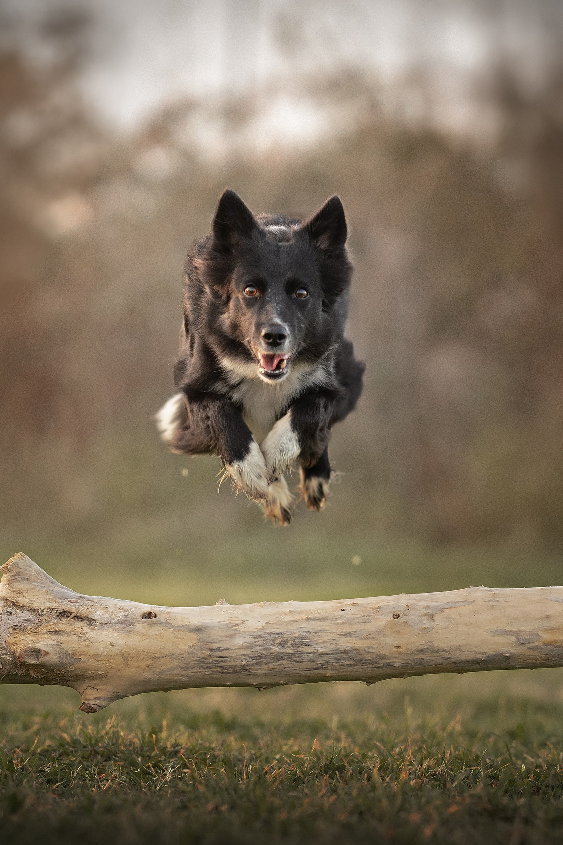 SERVIZI FOTOGRAFICI. Fotografa a Riccione, ritratti di bambini e famiglia, animali domestici