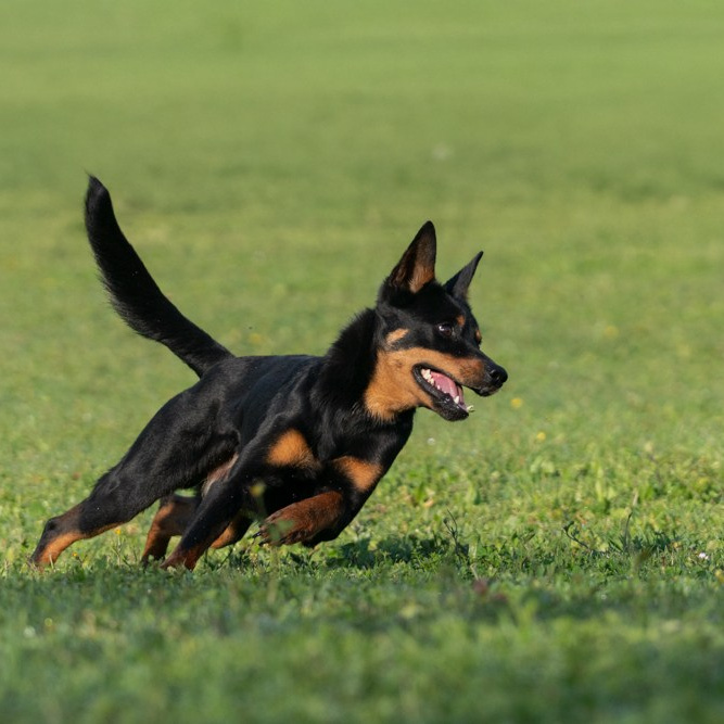 Un cane dal manto nero con marcature fulve corre con energia su un prato verde. Il suo corpo è proteso in avanti, con le zampe anteriori distese e quelle posteriori che spingono dal suolo. Lo sfondo mostra l'erba che si estende, dando una sensazione di libertà e movimento