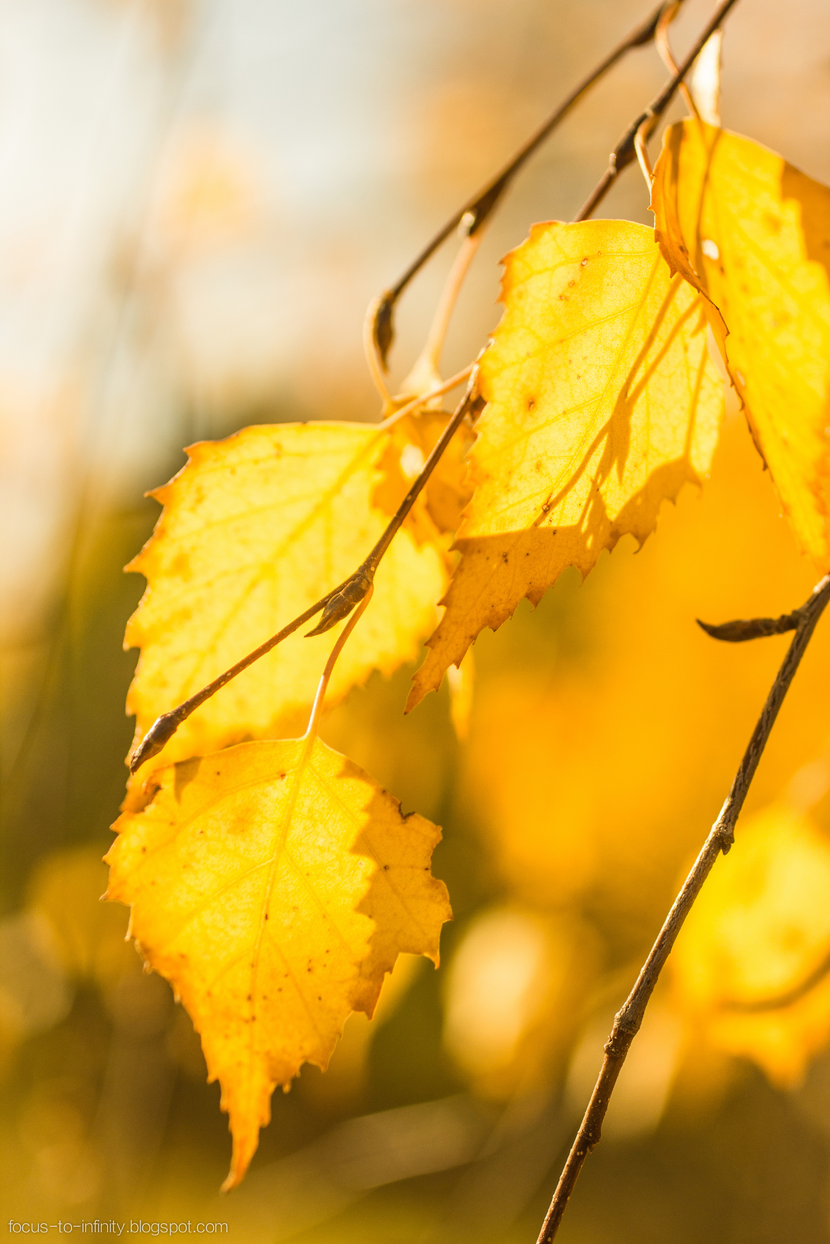 Goldener Herbst am Ufer der Wolga. Maria Chistyakovа — Fotografin in Karlsruhe, Baden-Baden und Umgebung